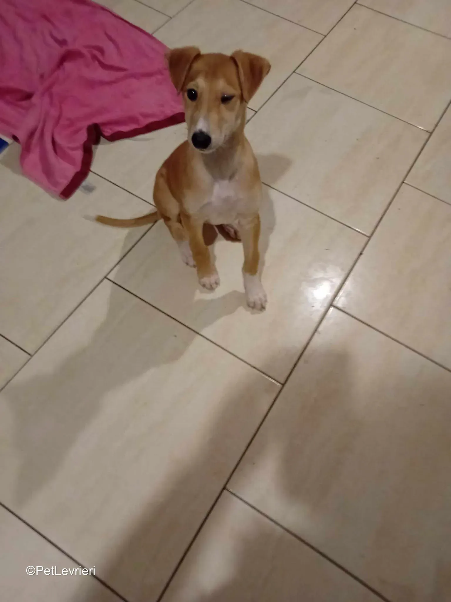 Felim adozione greyhound 02