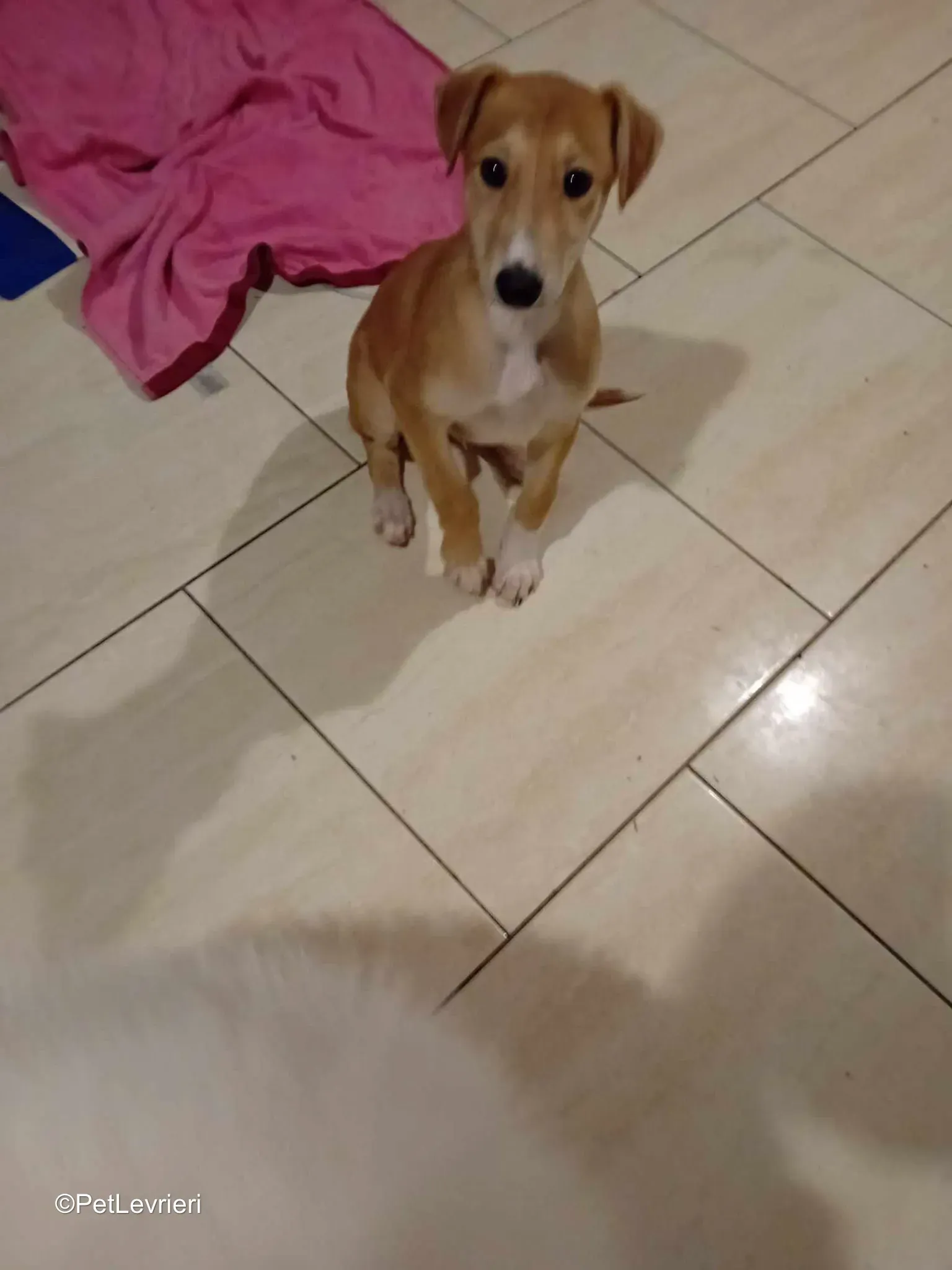 Felim adozione greyhound 03