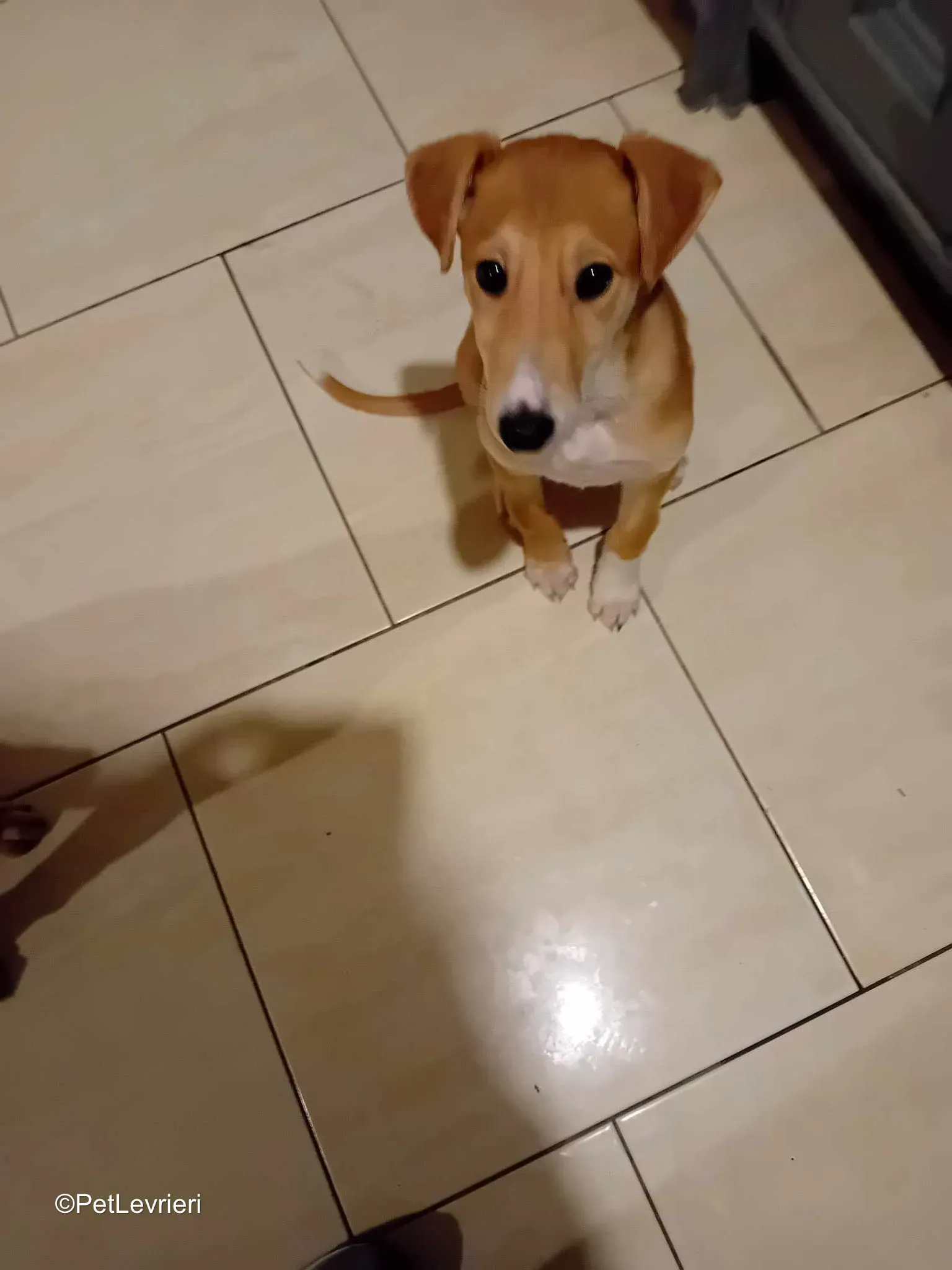 Felim adozione greyhound 04