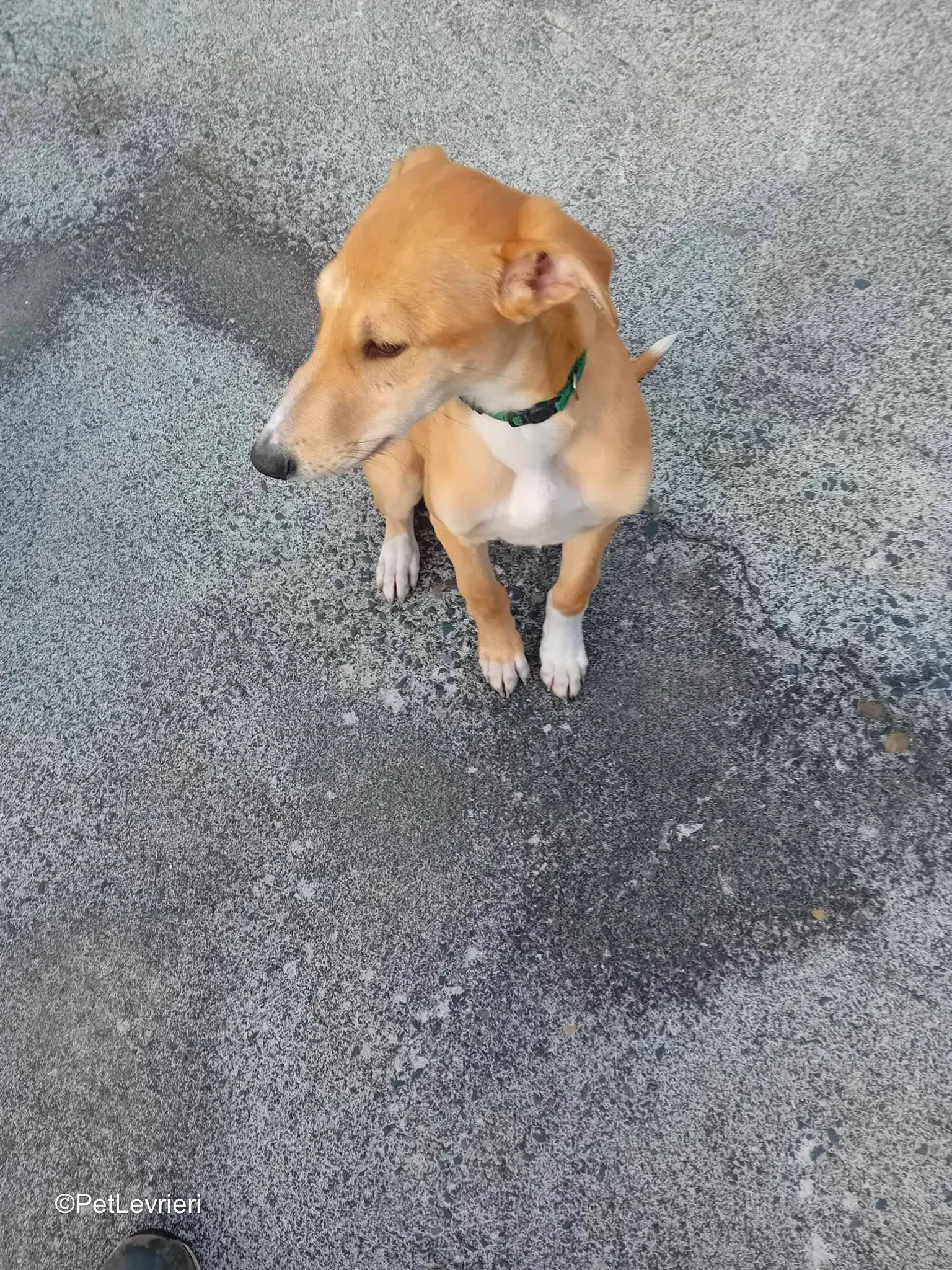 Felim adozione greyhound 06