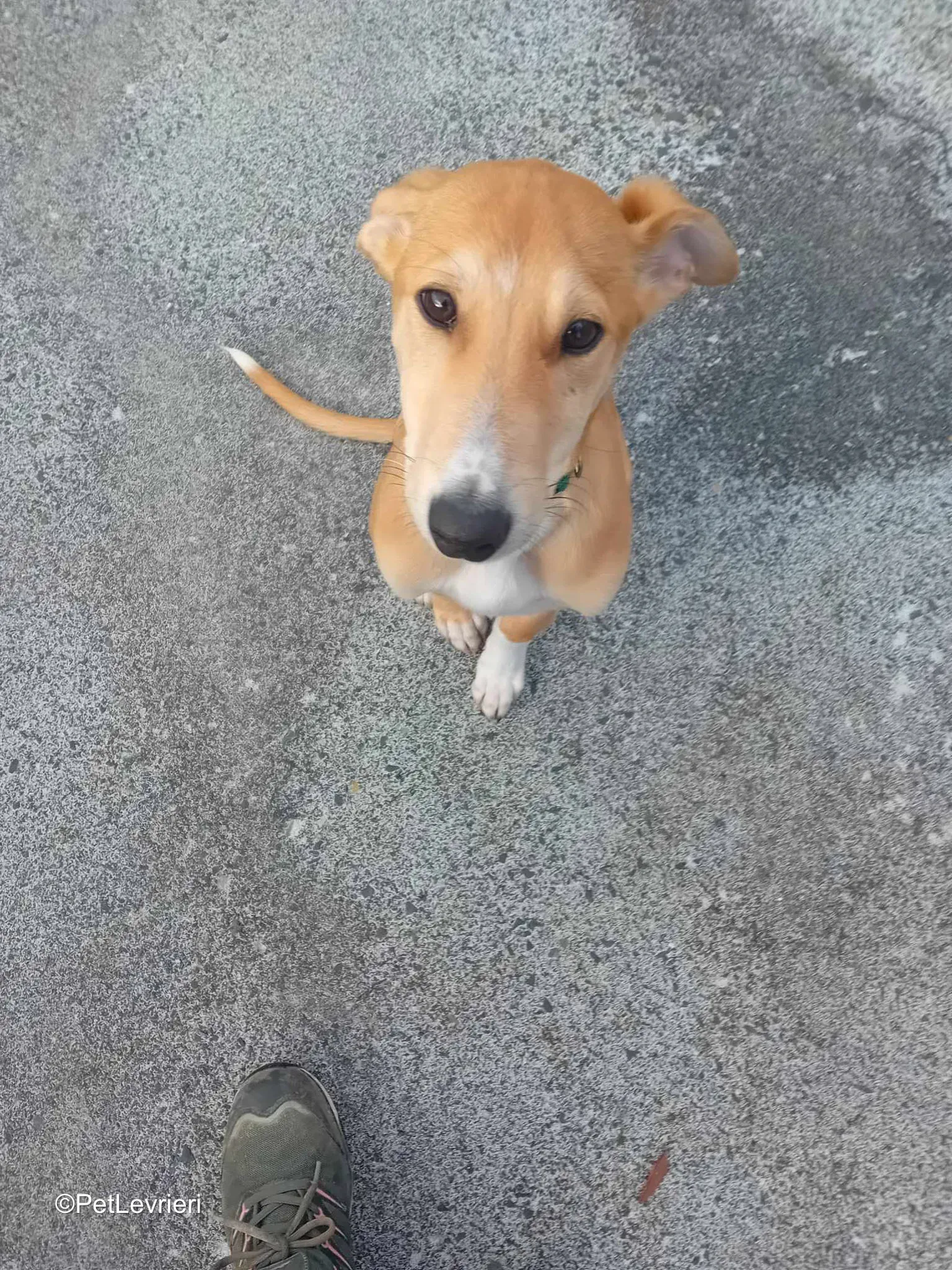 Felim adozione greyhound 07