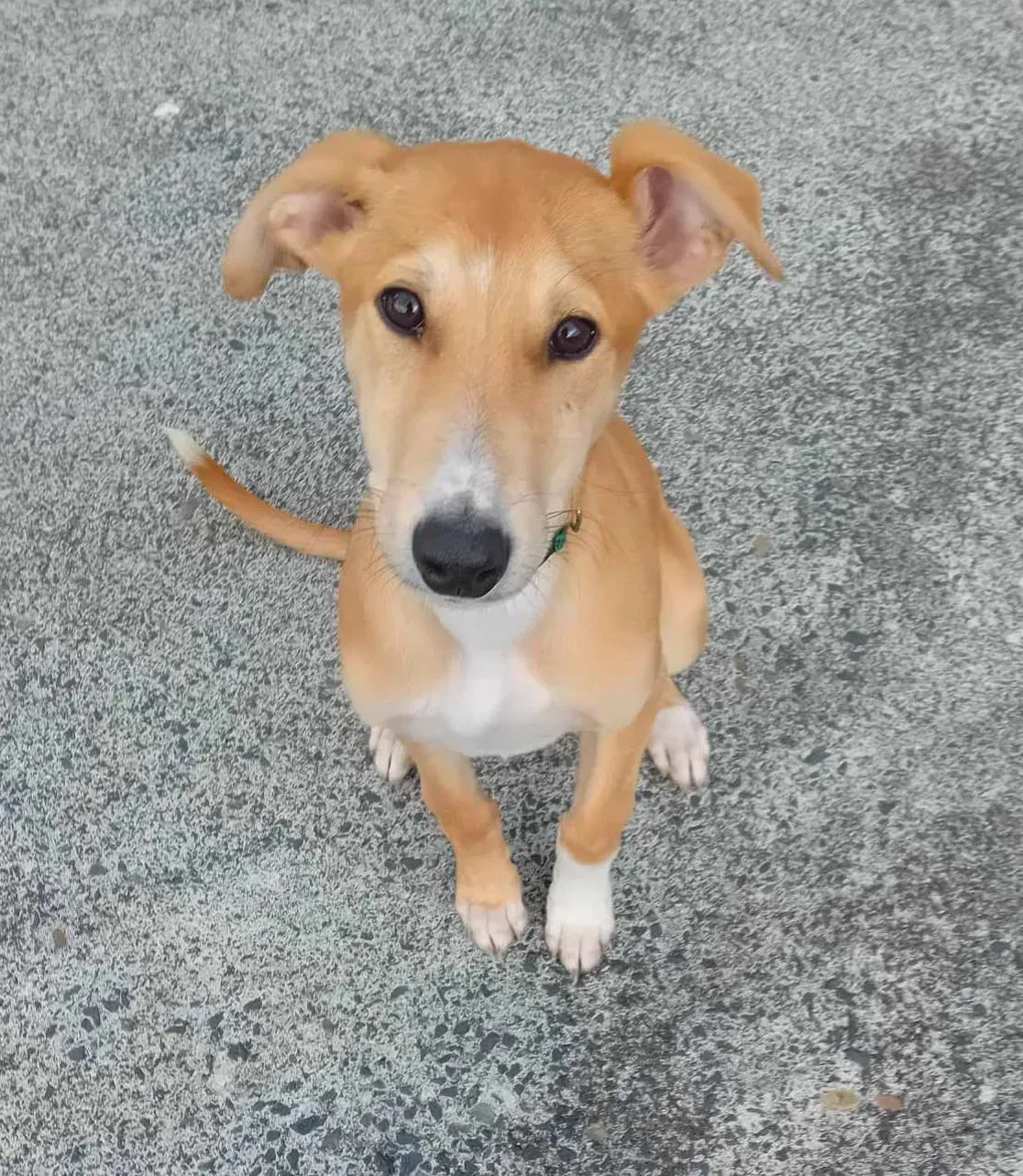 Felim adozione greyhound 08 e1709051999578