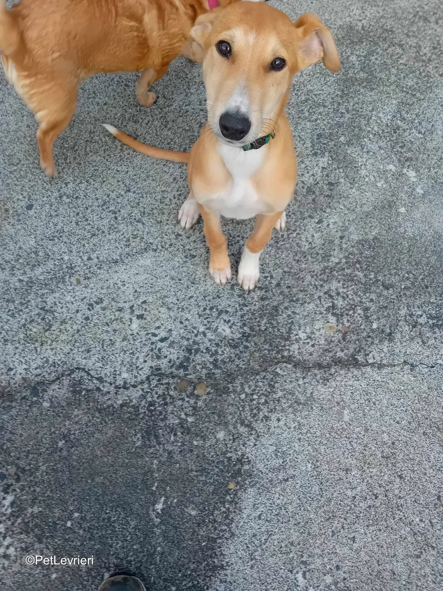 Felim adozione greyhound 09