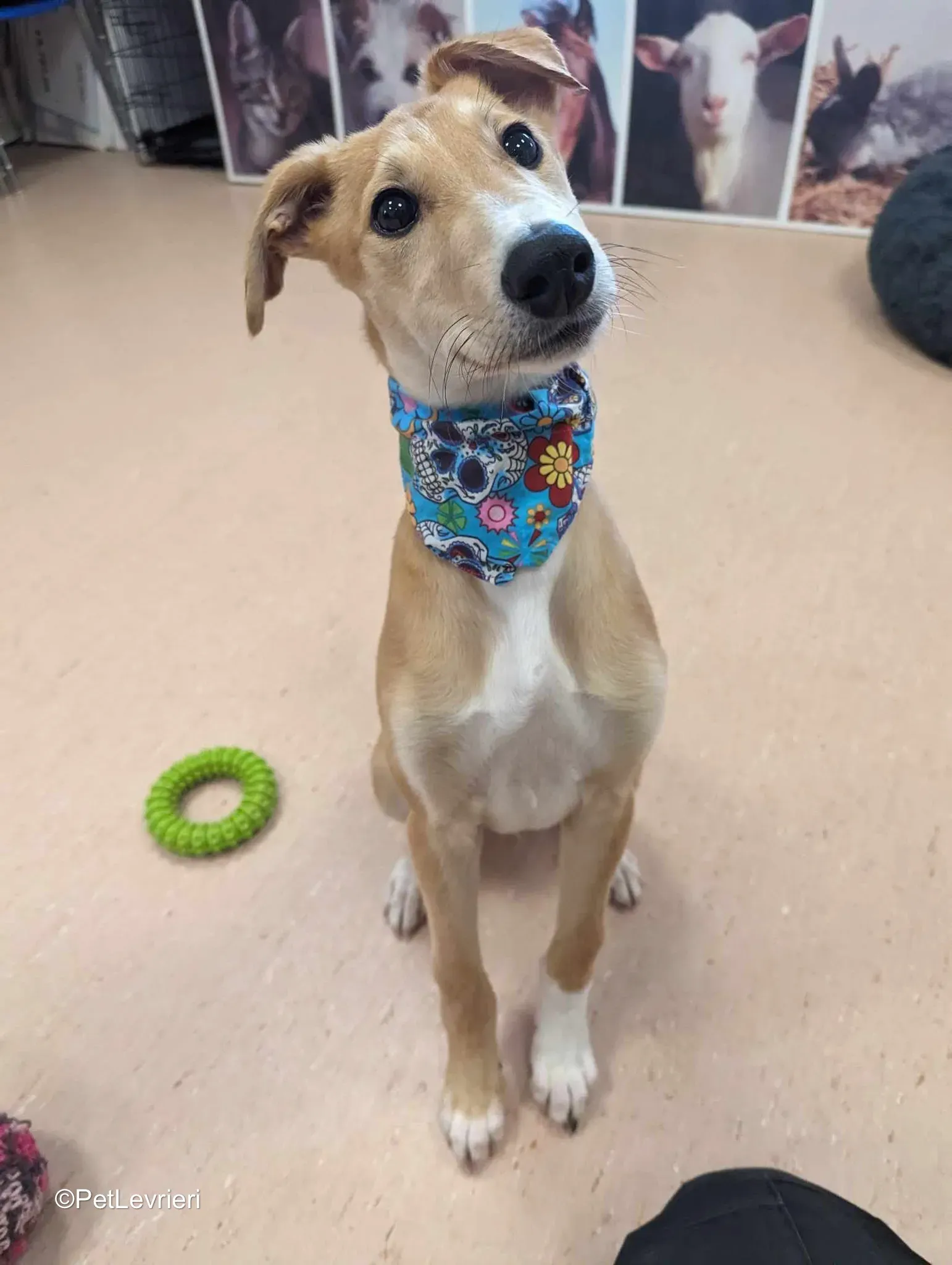 Felim adozione greyhound 12