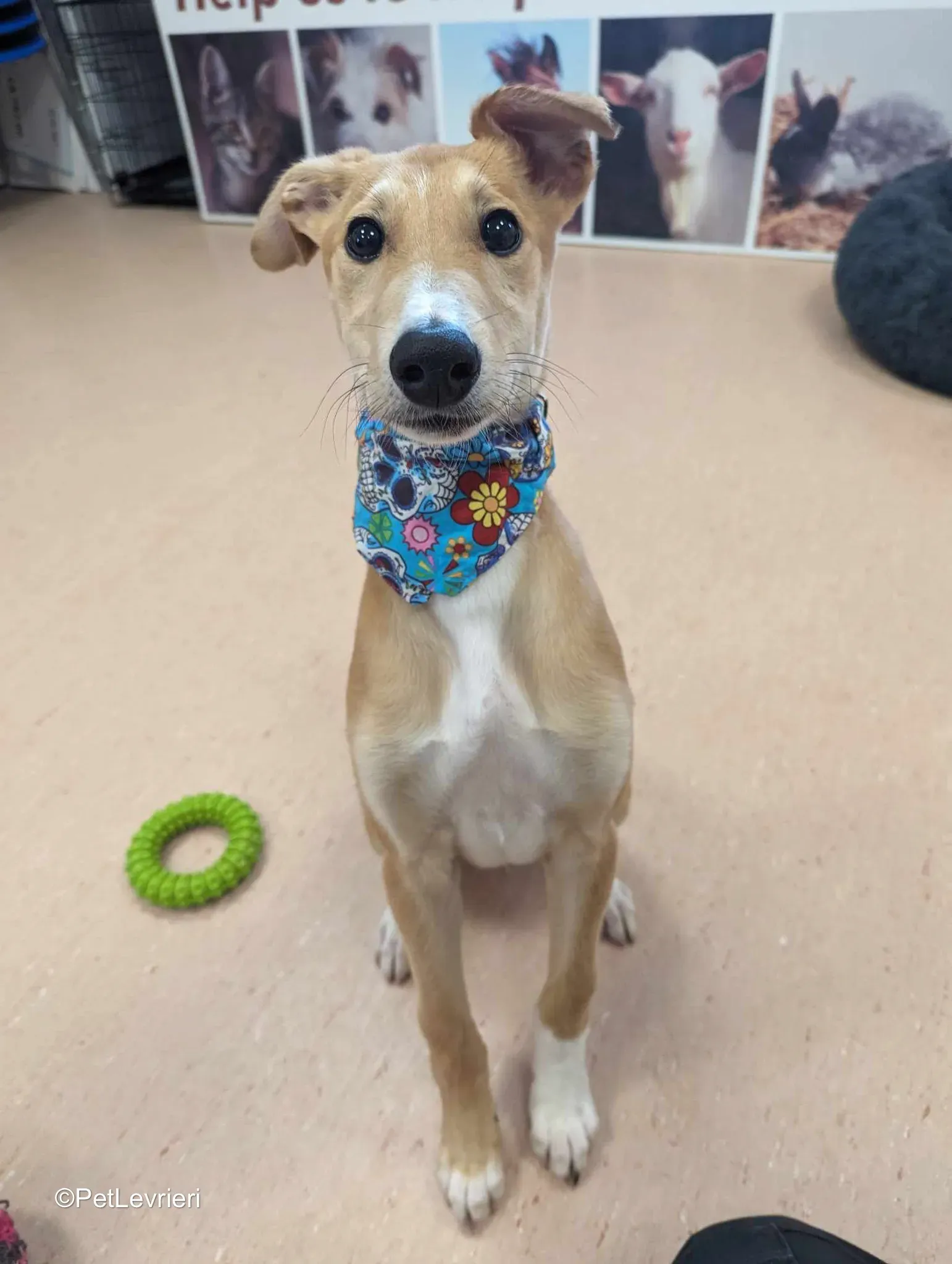 Felim adozione greyhound 13