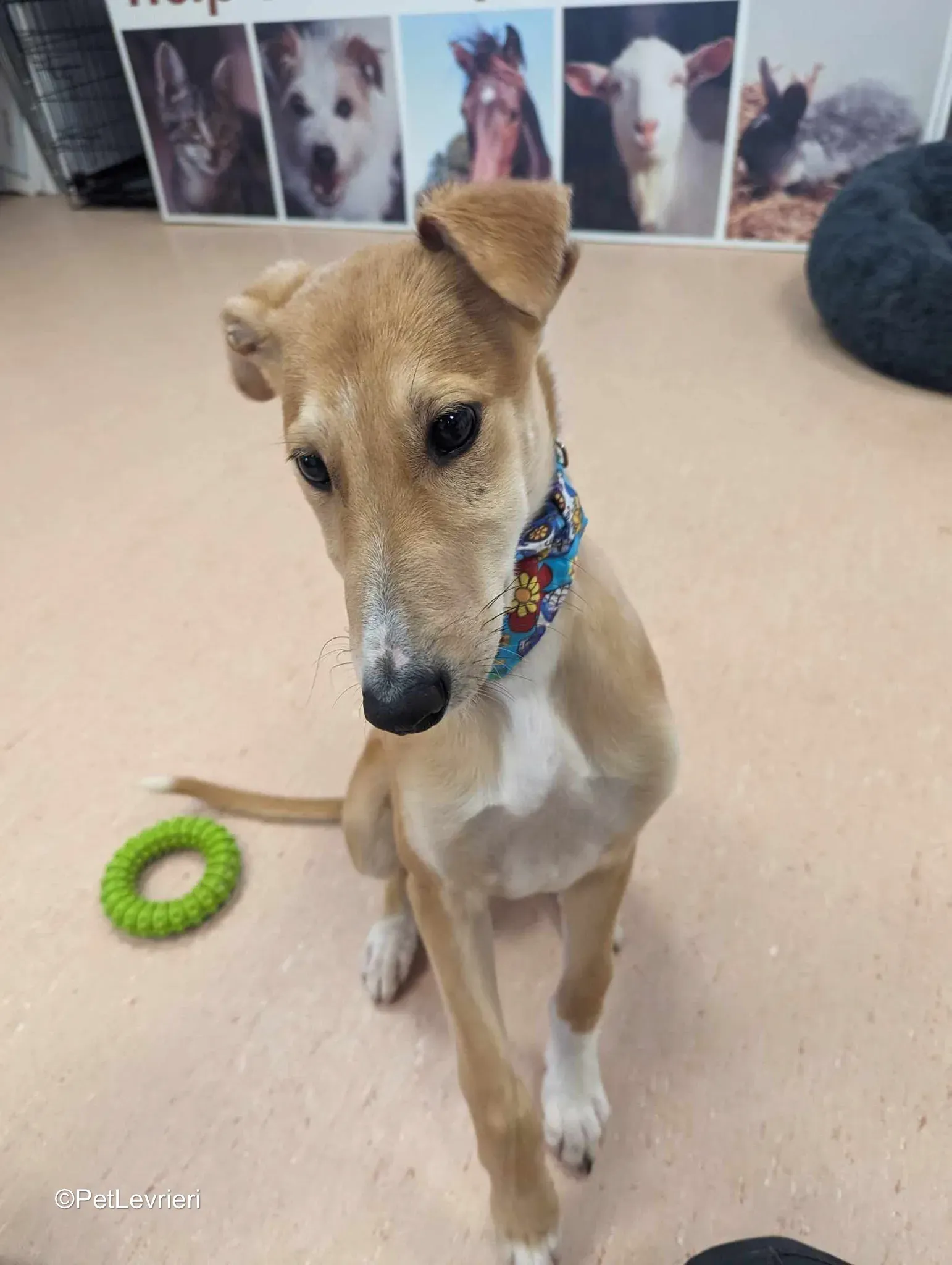 Felim adozione greyhound 14