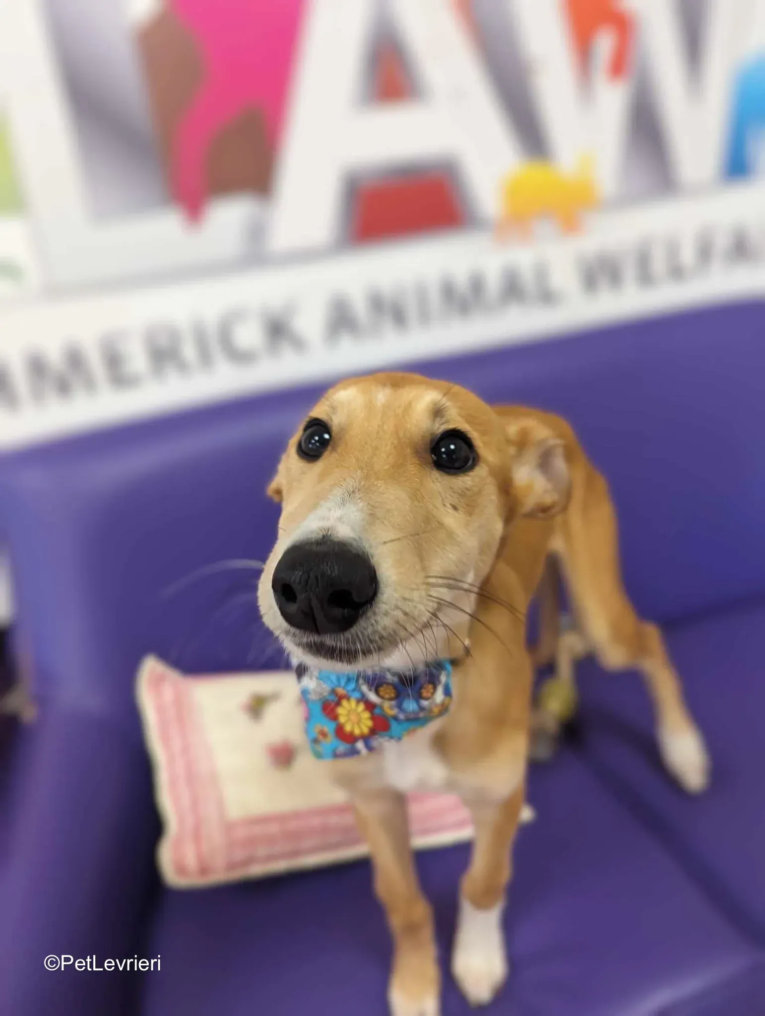 Felim adozione greyhound 15