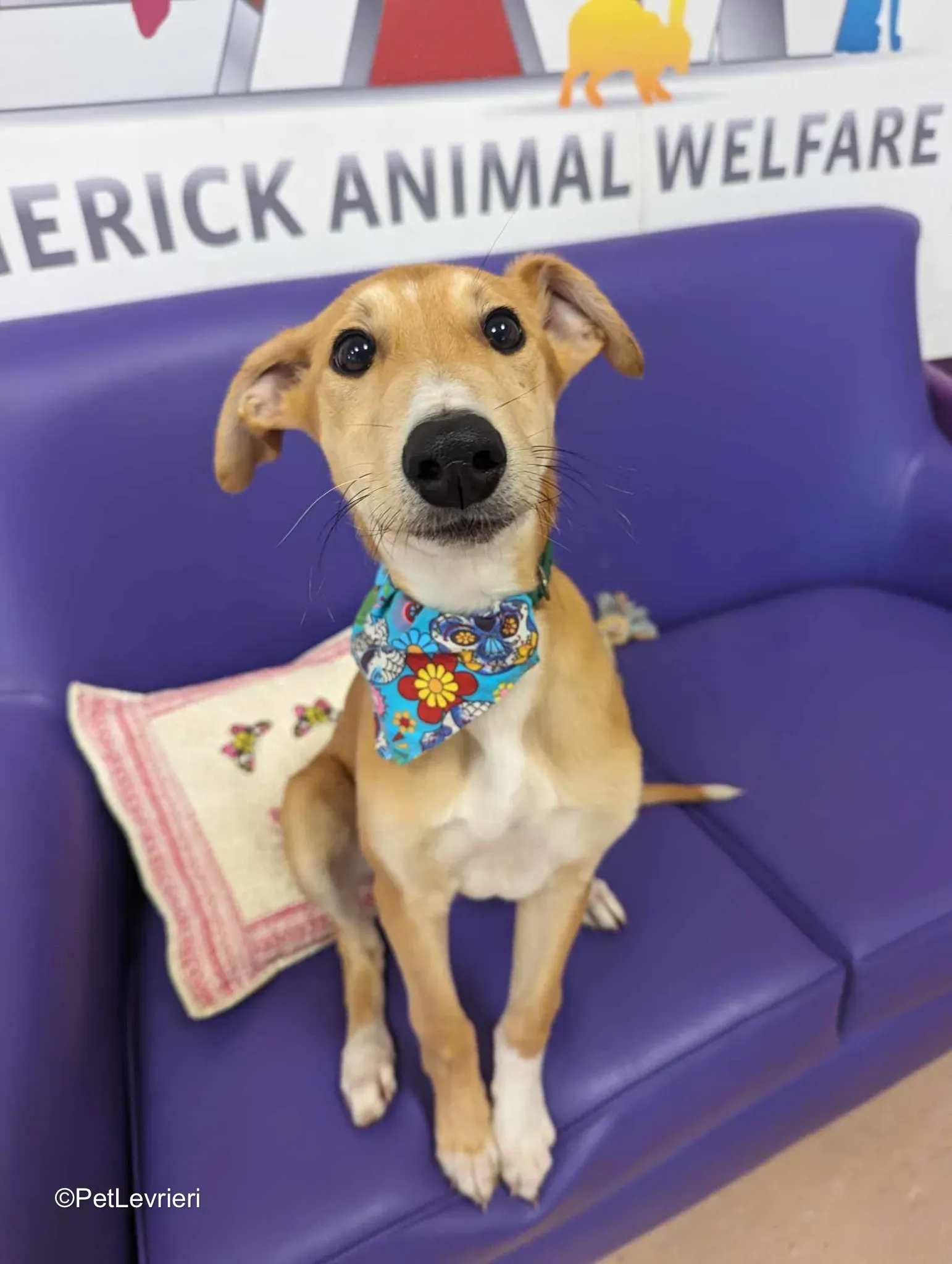 Felim adozione greyhound 16
