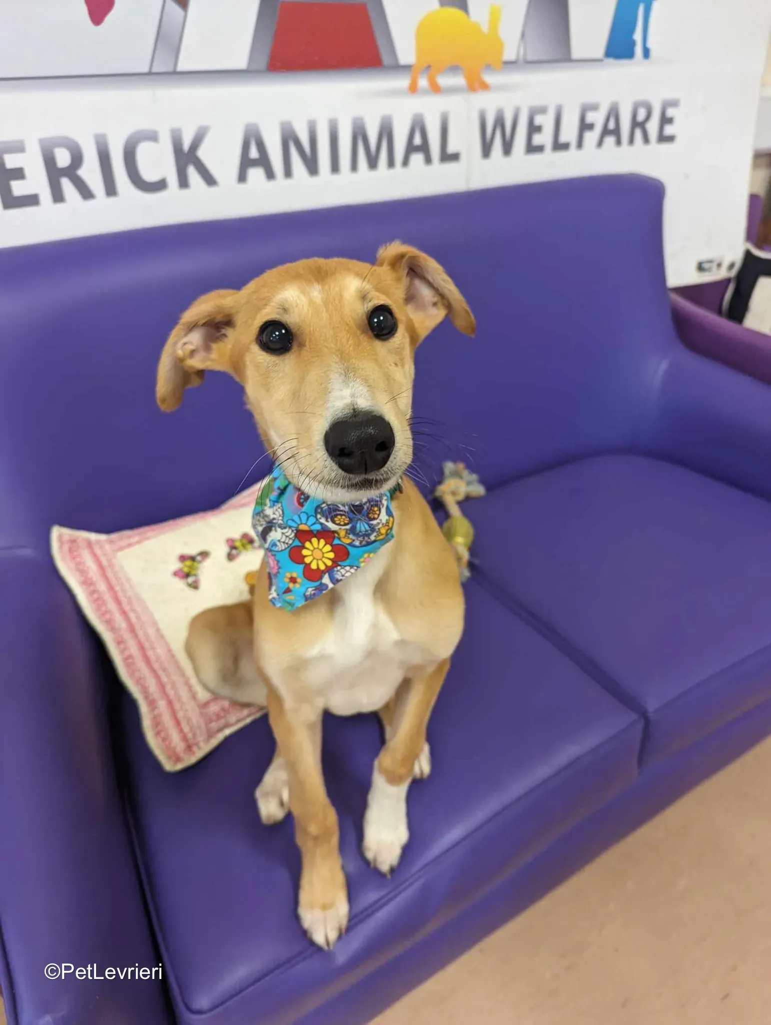 Felim adozione greyhound 17