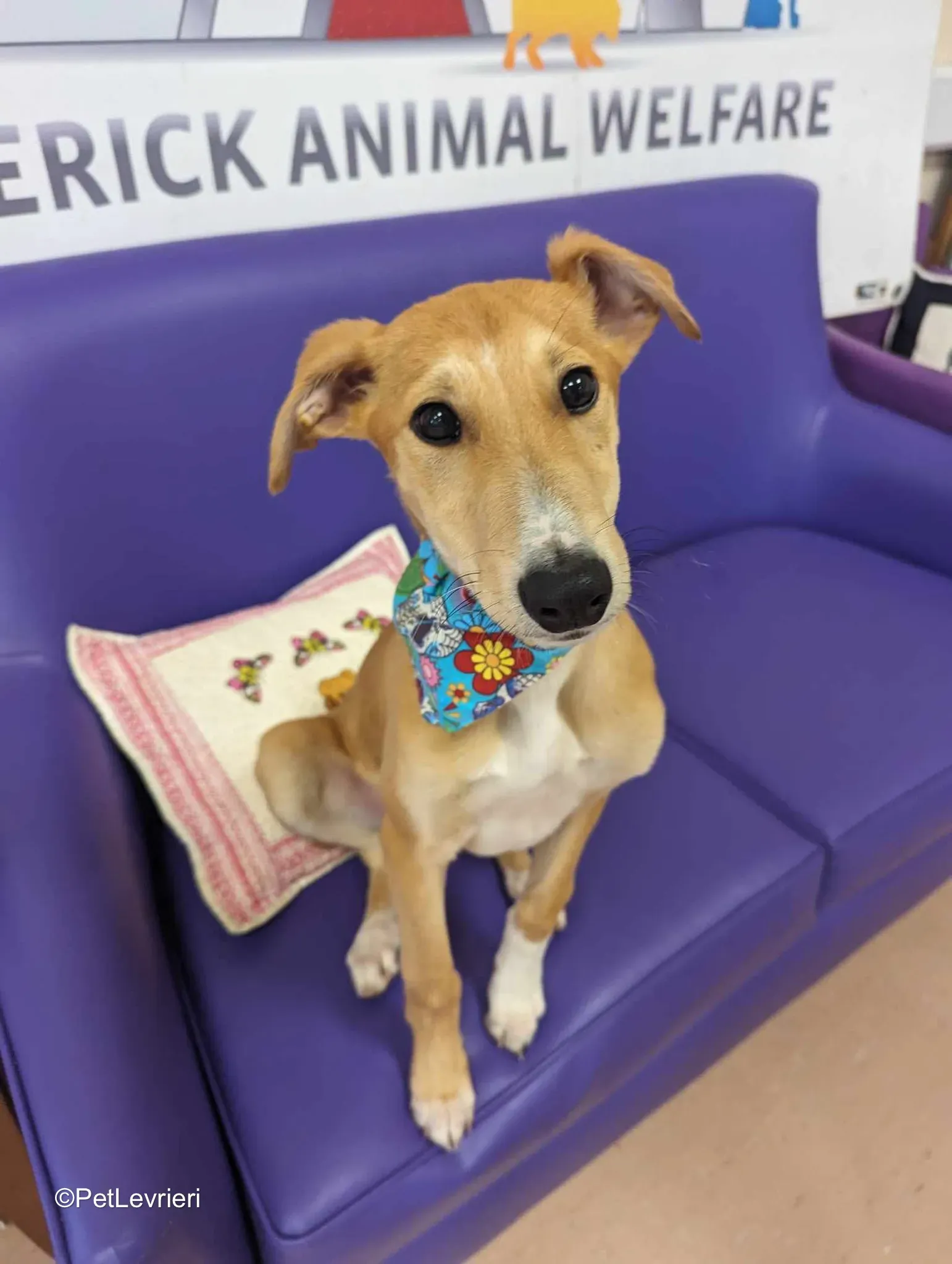 Felim adozione greyhound 18