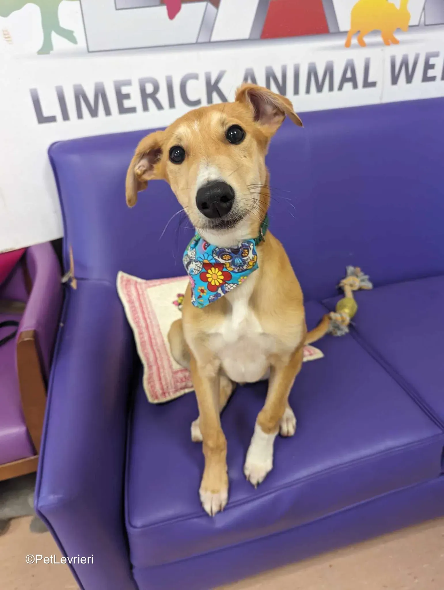 Felim adozione greyhound 19