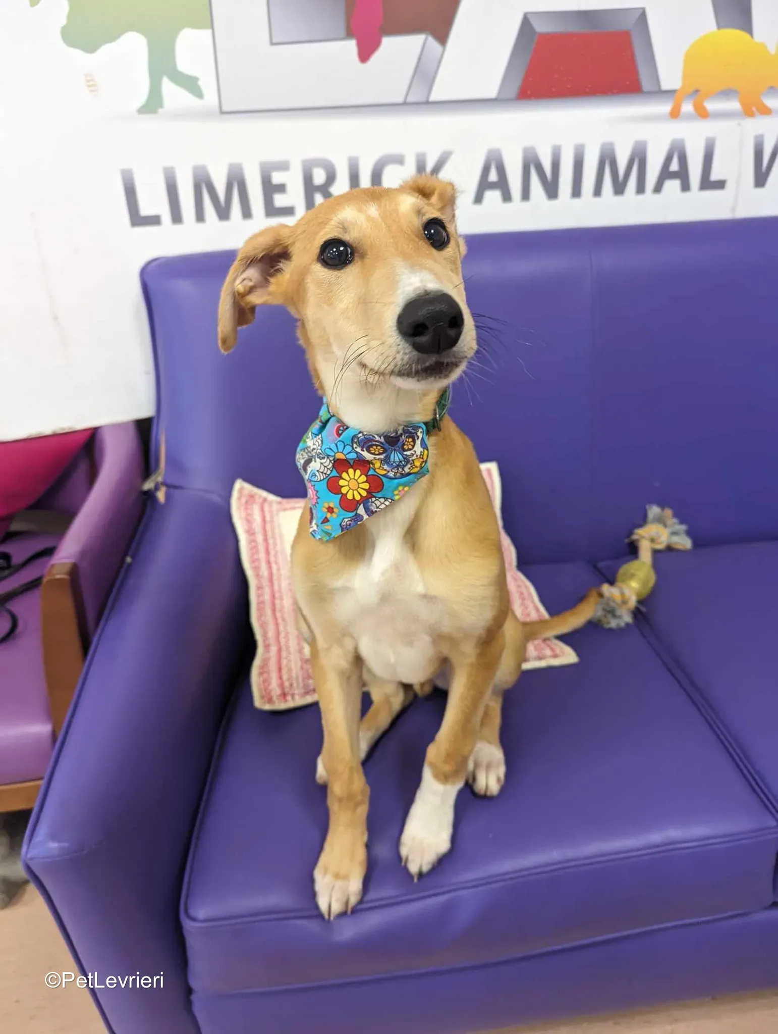 Felim adozione greyhound 20