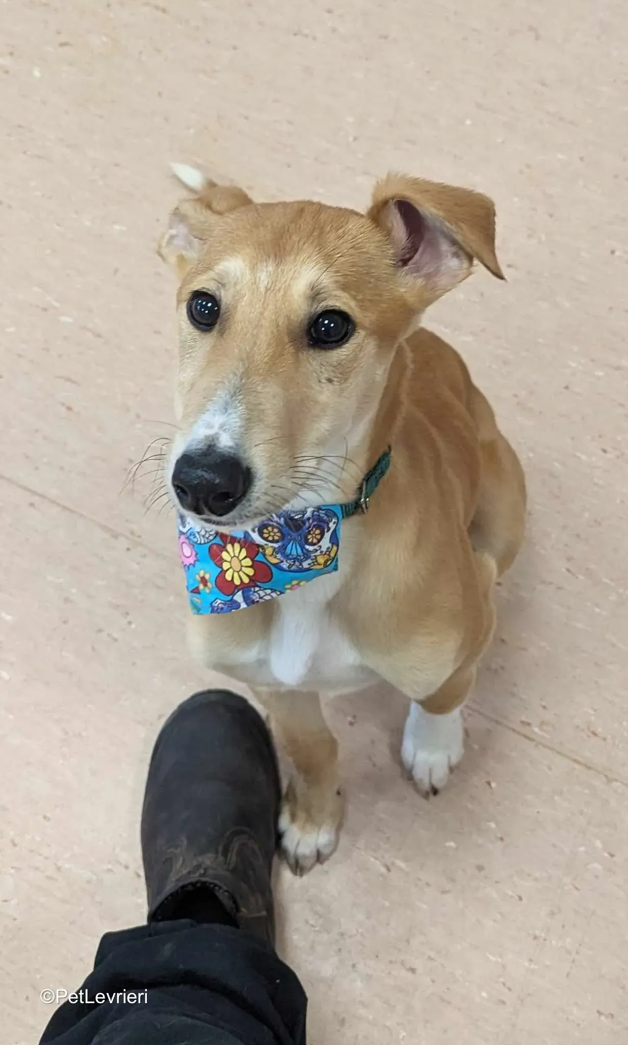 Felim adozione greyhound 21