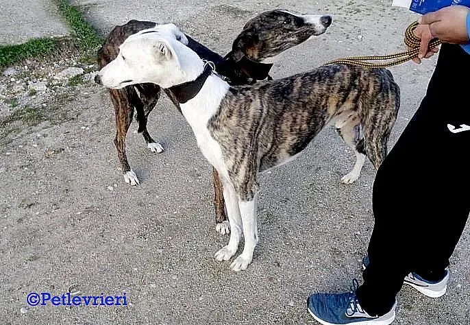 Felipe adozione levrieri galgo 01