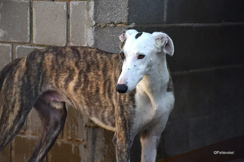 Felipe adozione levrieri galgo 02