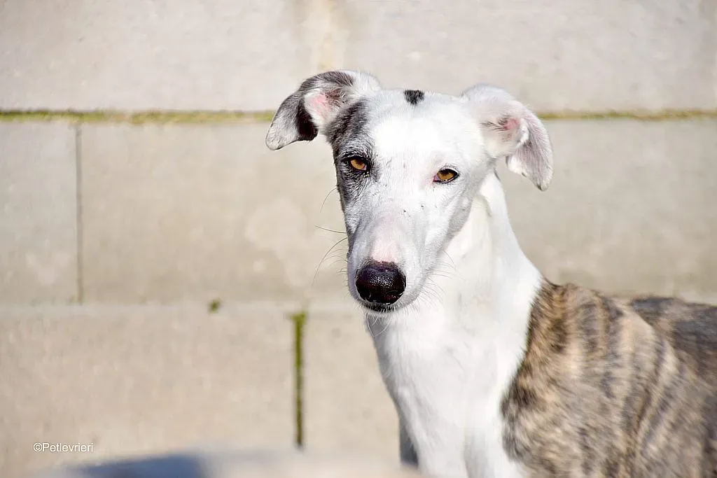 Felipe adozione levrieri galgo 03