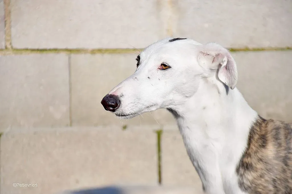 Felipe adozione levrieri galgo 04