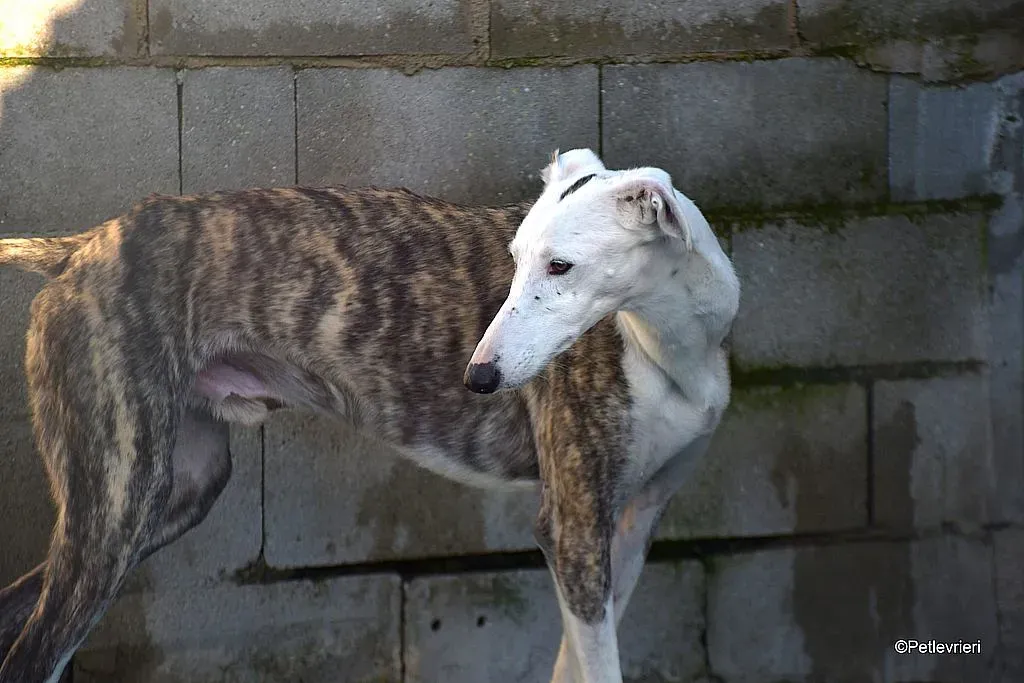 Felipe adozione levrieri galgo 05