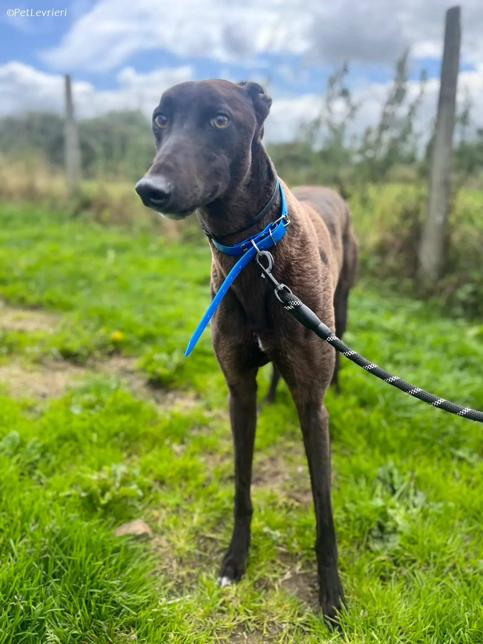 Felix adozione levrieri greyhound 11