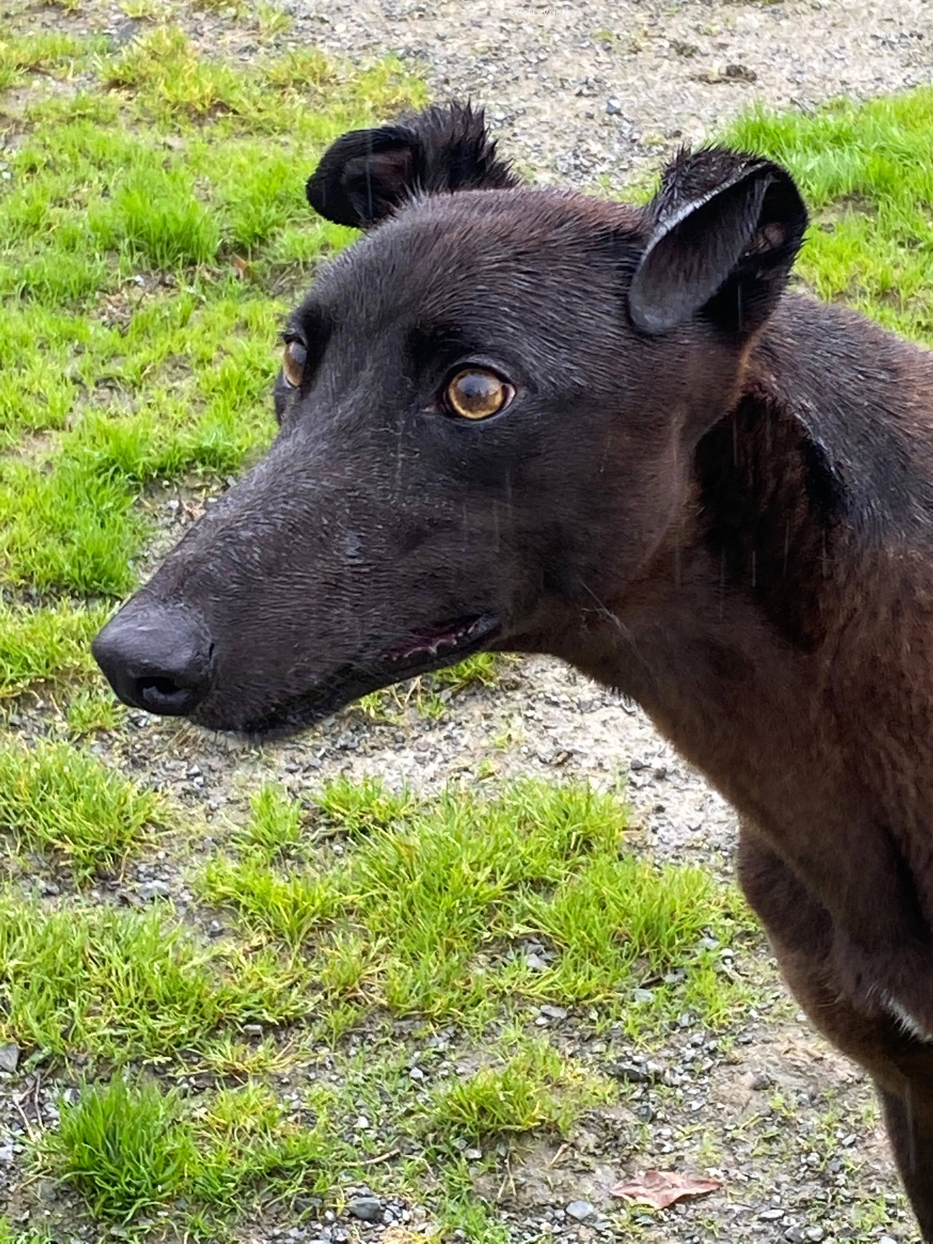 Felix adozione levrieri greyhound 16