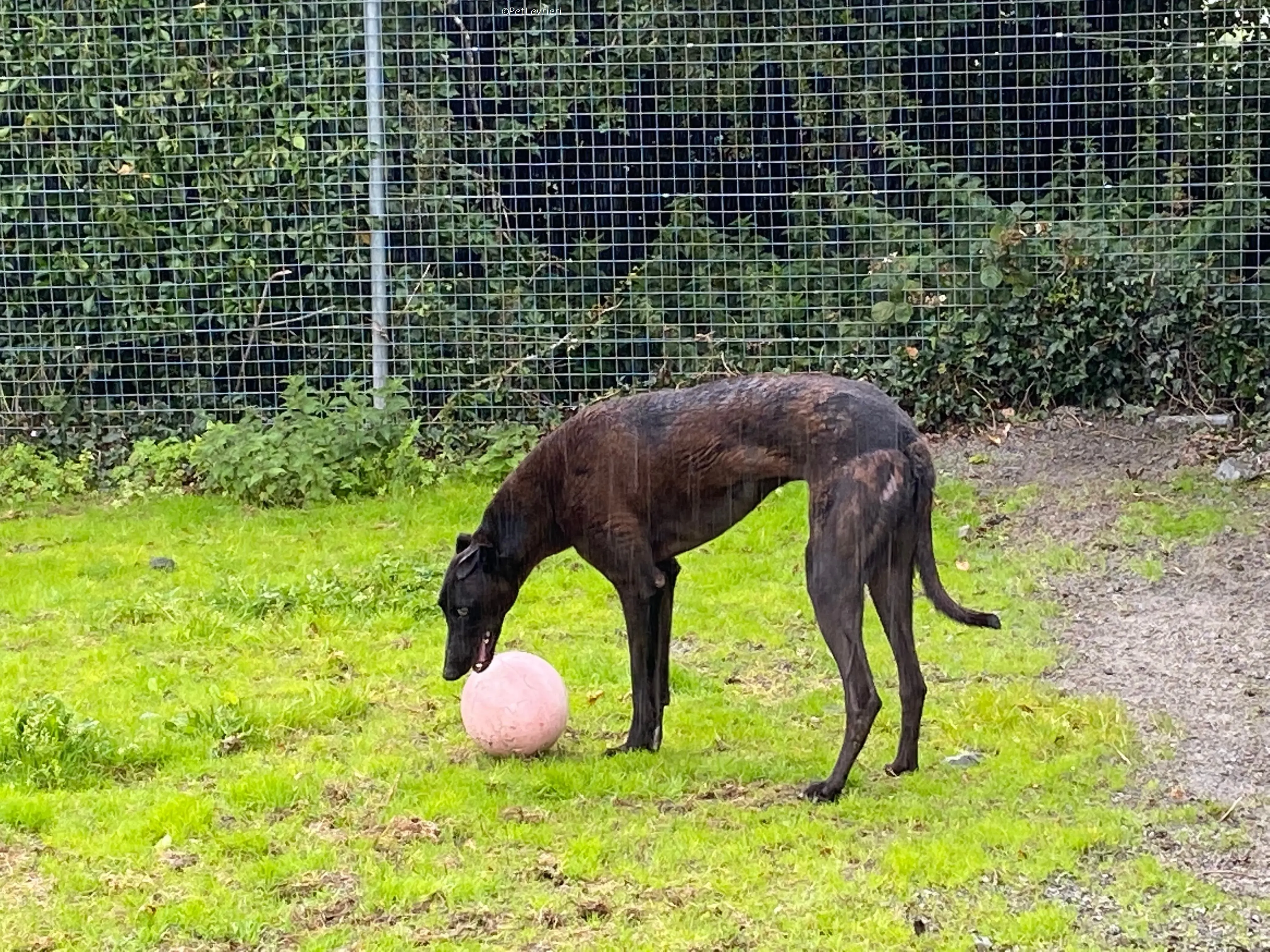 Felix adozione levrieri greyhound 18