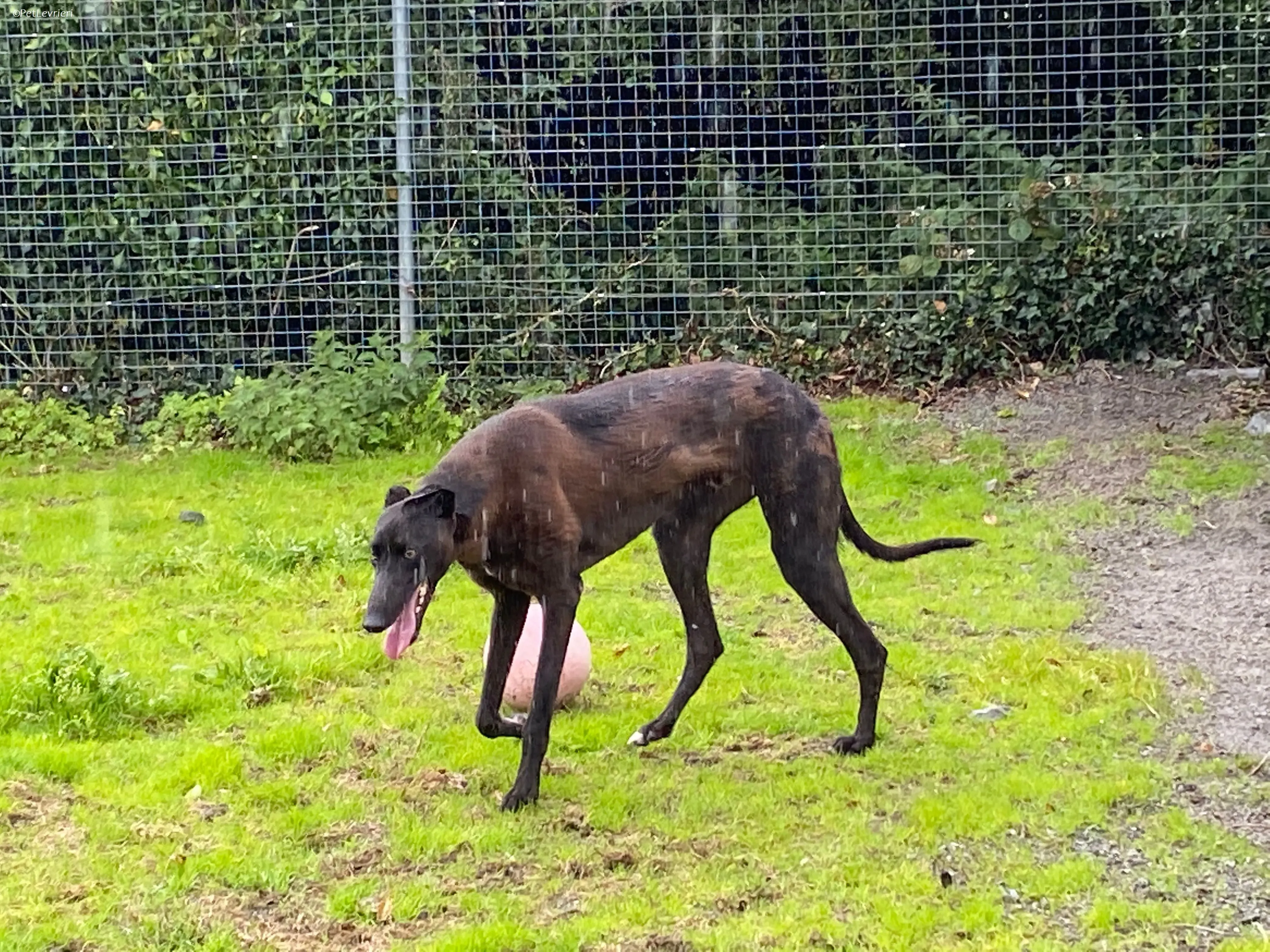 Felix adozione levrieri greyhound 19