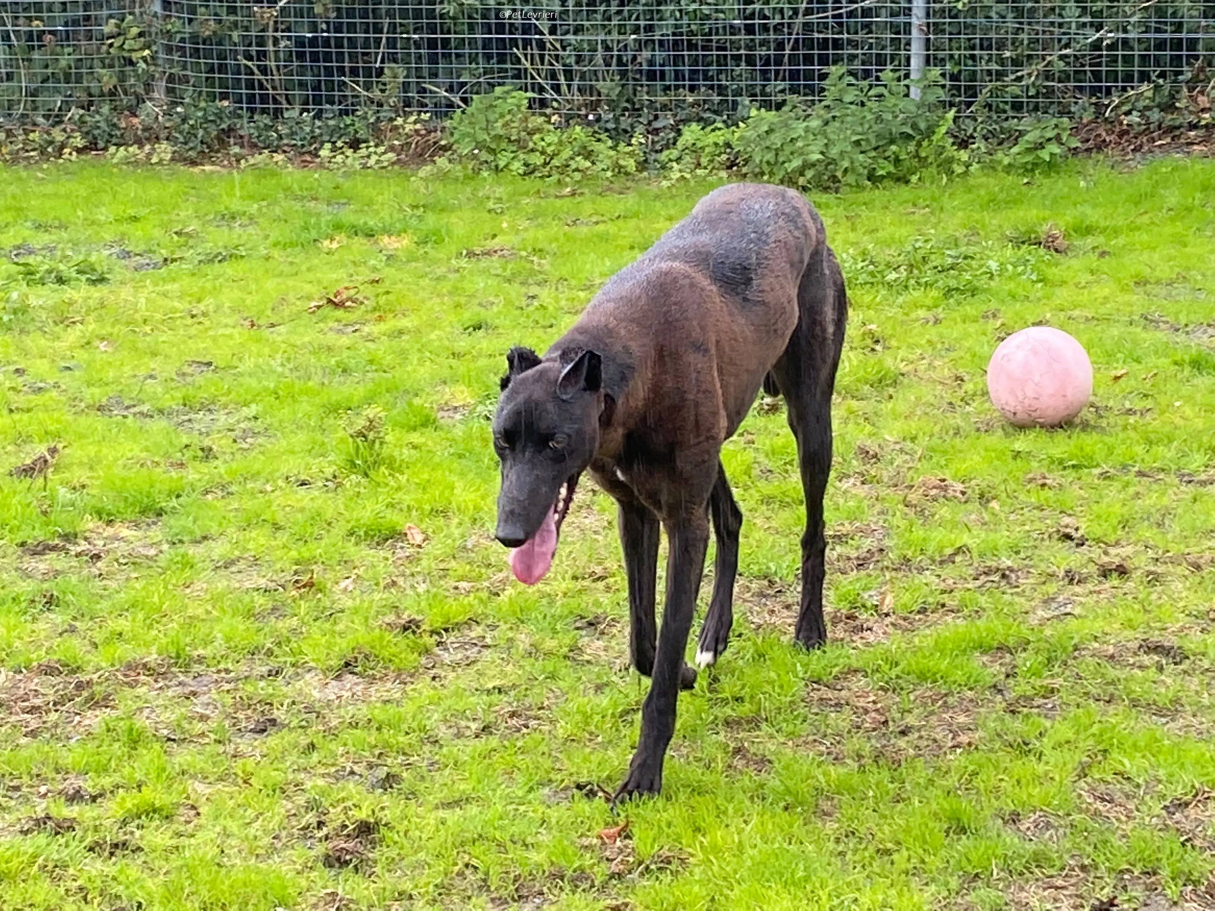 Felix adozione levrieri greyhound 21