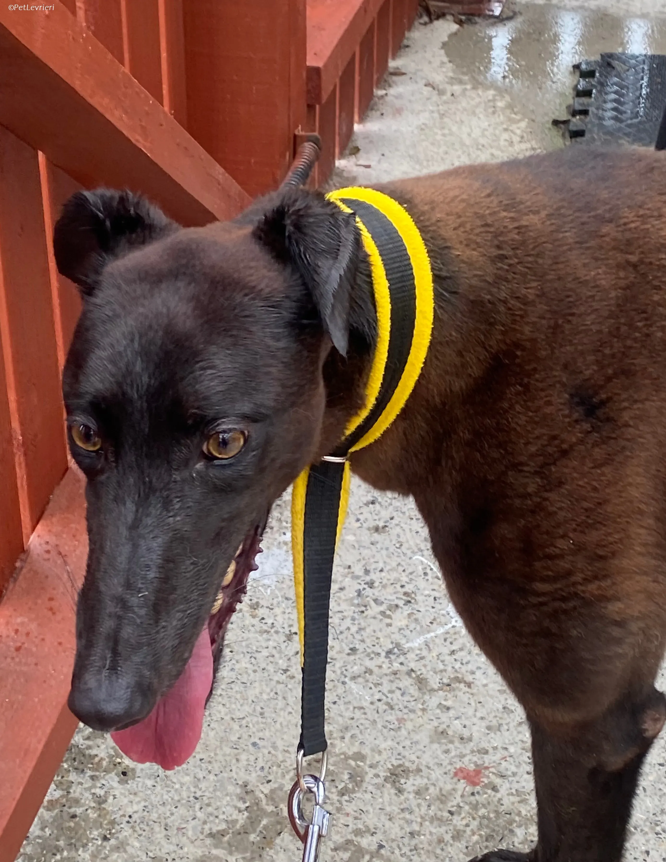 Felix adozione levrieri greyhound 23