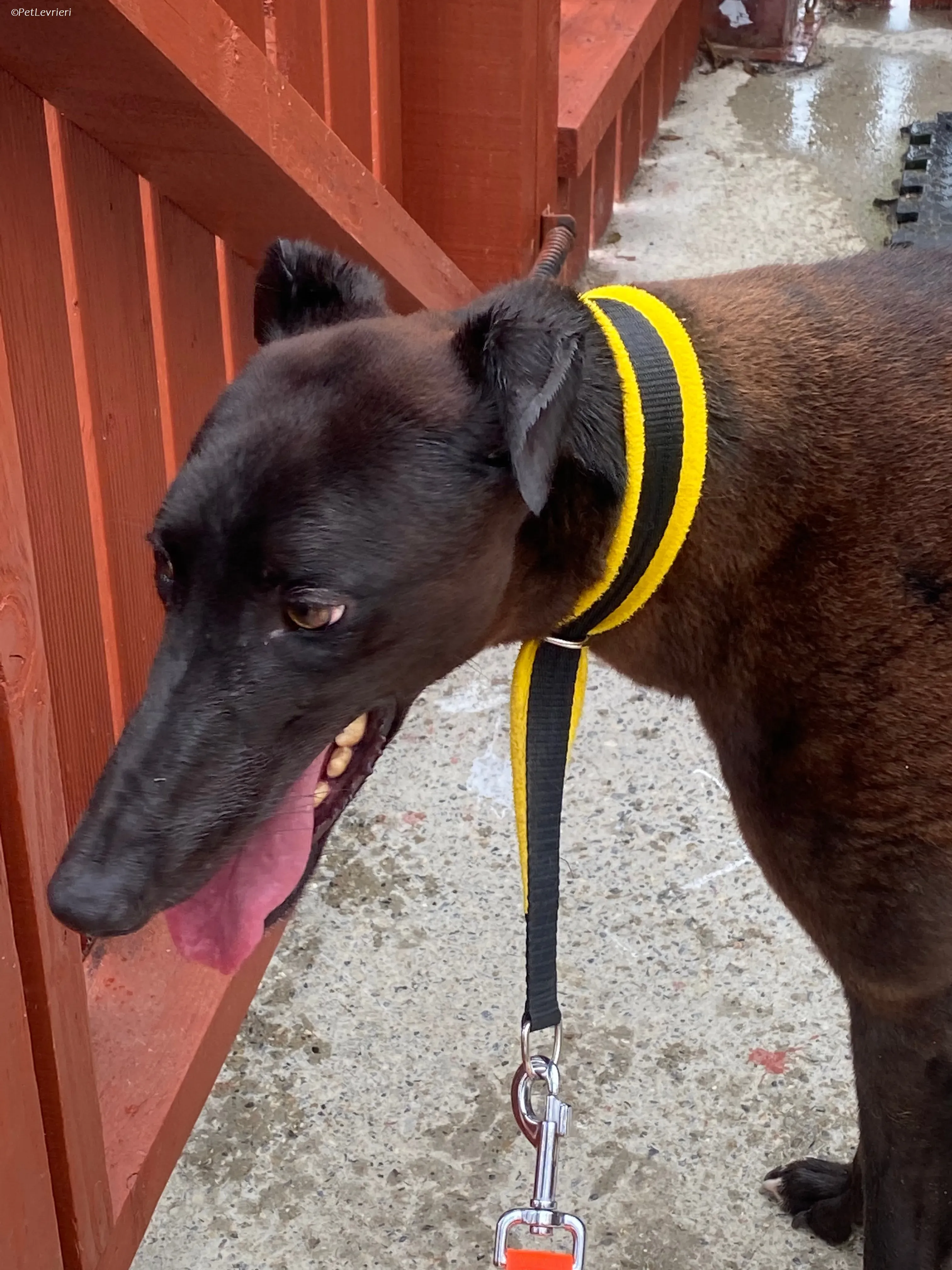 Felix adozione levrieri greyhound 25