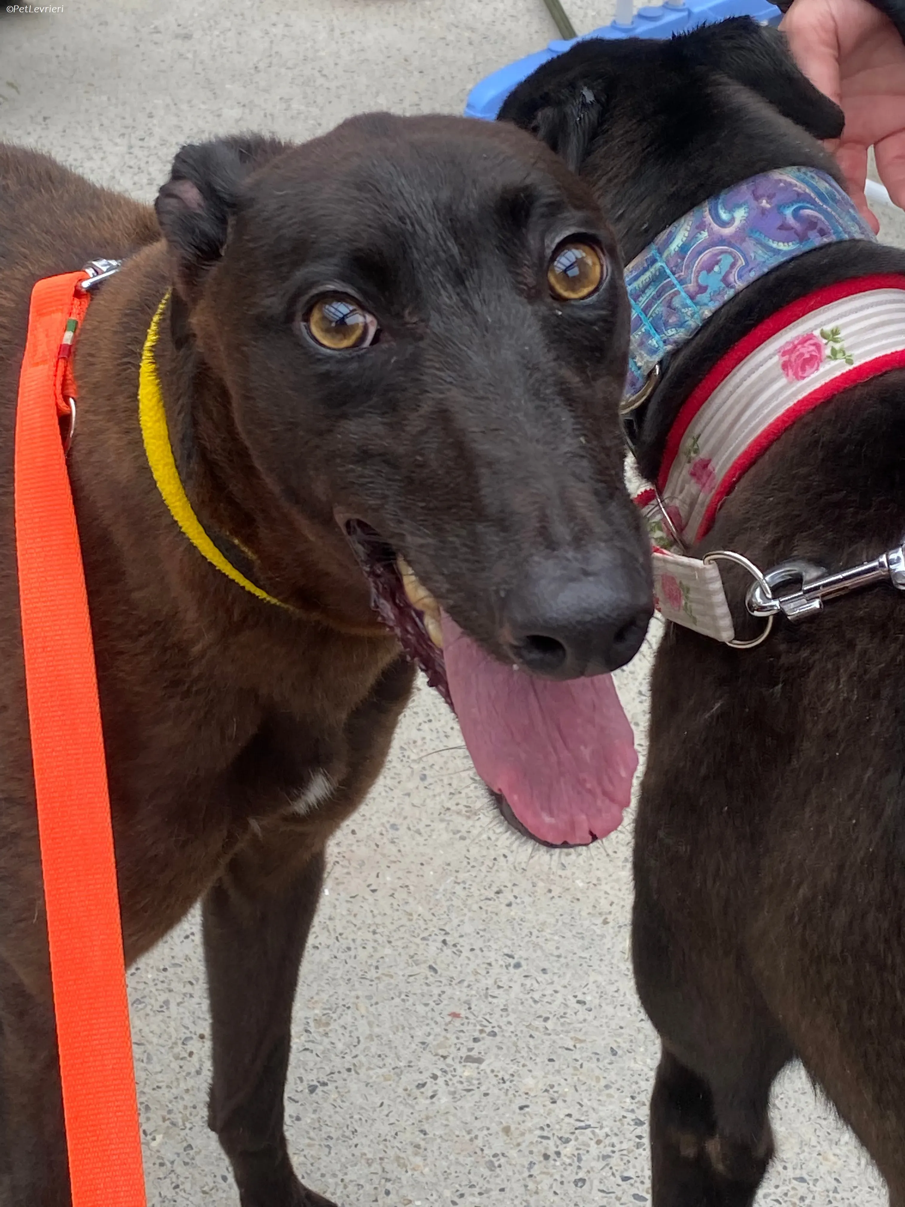 Felix adozione levrieri greyhound 27