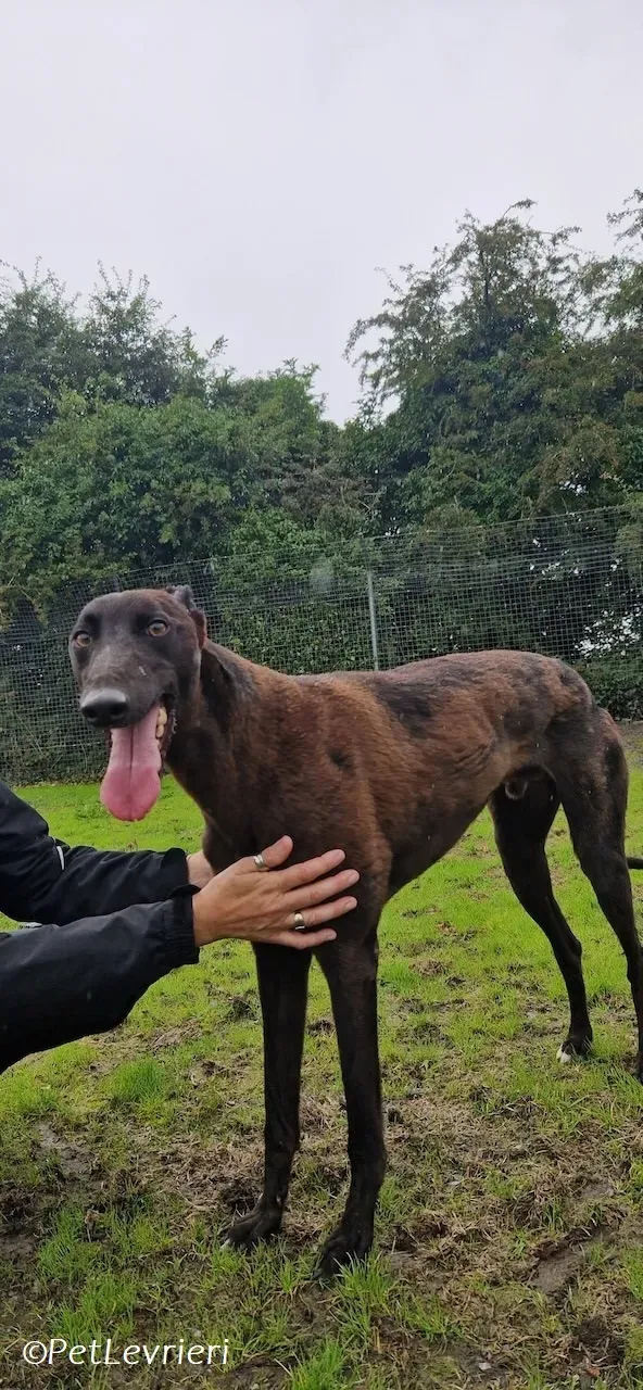 Felix adozione levrieri greyhound 28