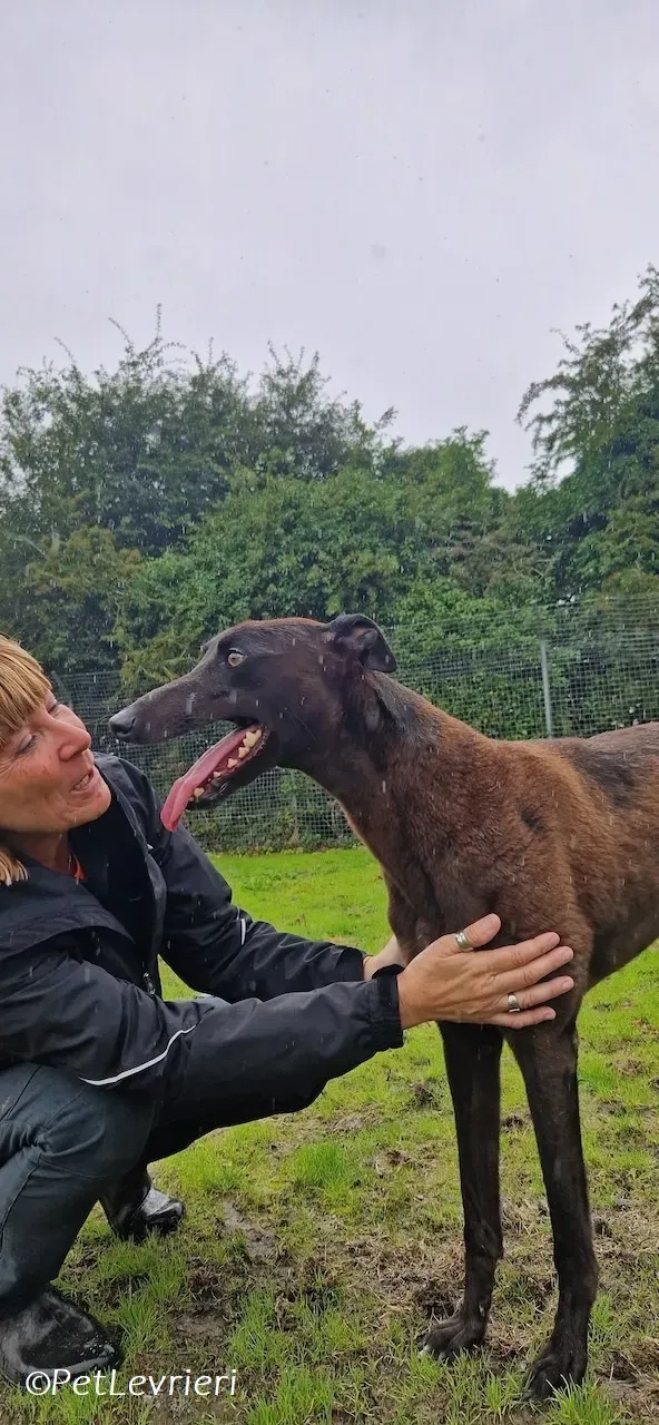 Felix adozione levrieri greyhound 29
