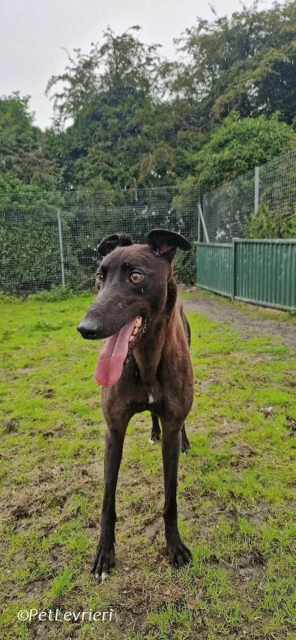 Felix adozione levrieri greyhound 30