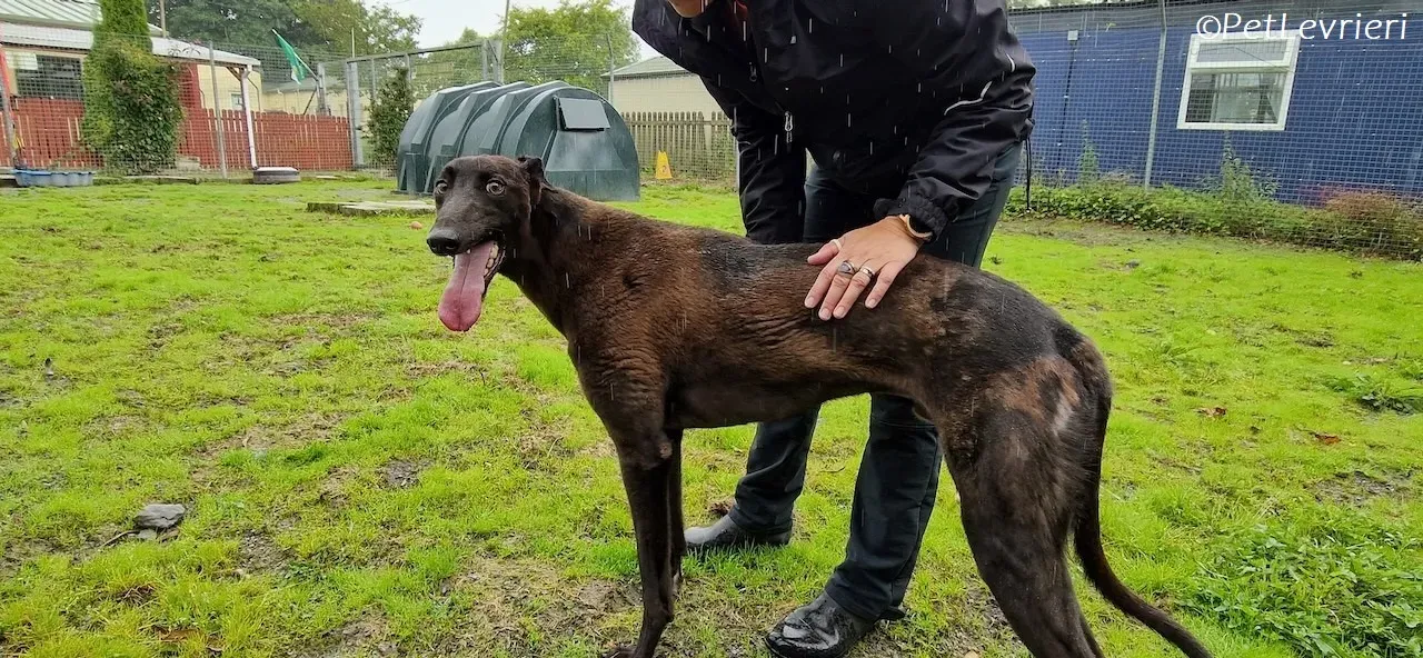 Felix adozione levrieri greyhound 31