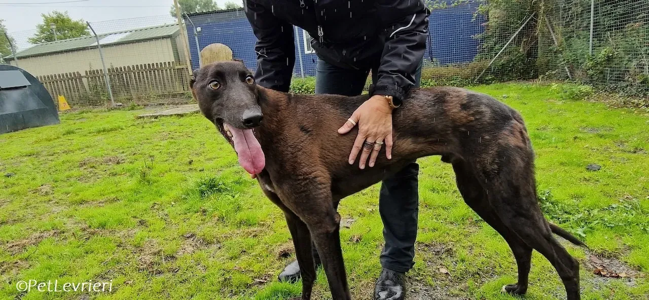 Felix adozione levrieri greyhound 32