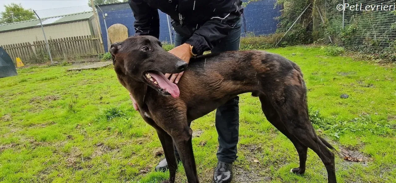 Felix adozione levrieri greyhound 33