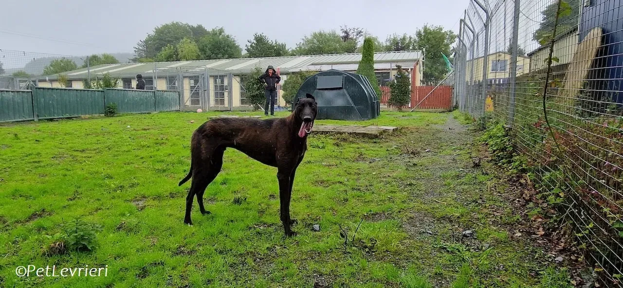 Felix adozione levrieri greyhound 34