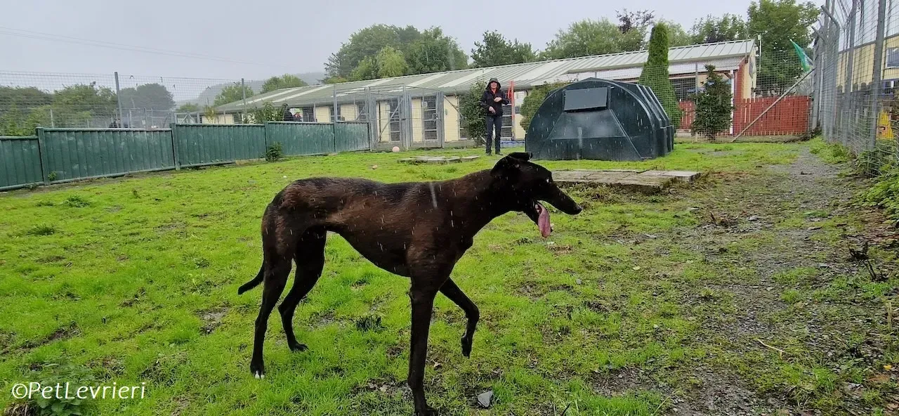 Felix adozione levrieri greyhound 35