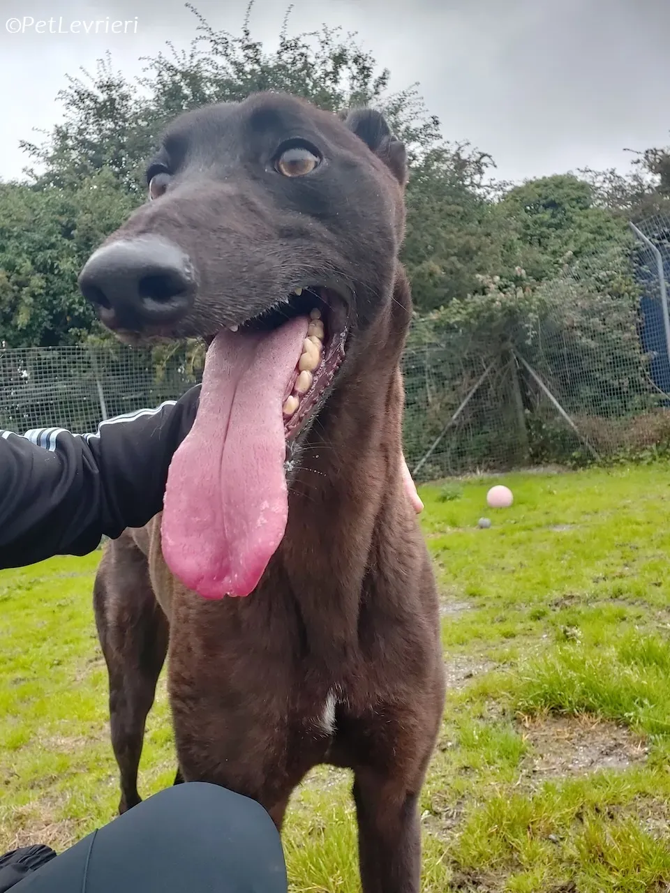 Felix adozione levrieri greyhound 37