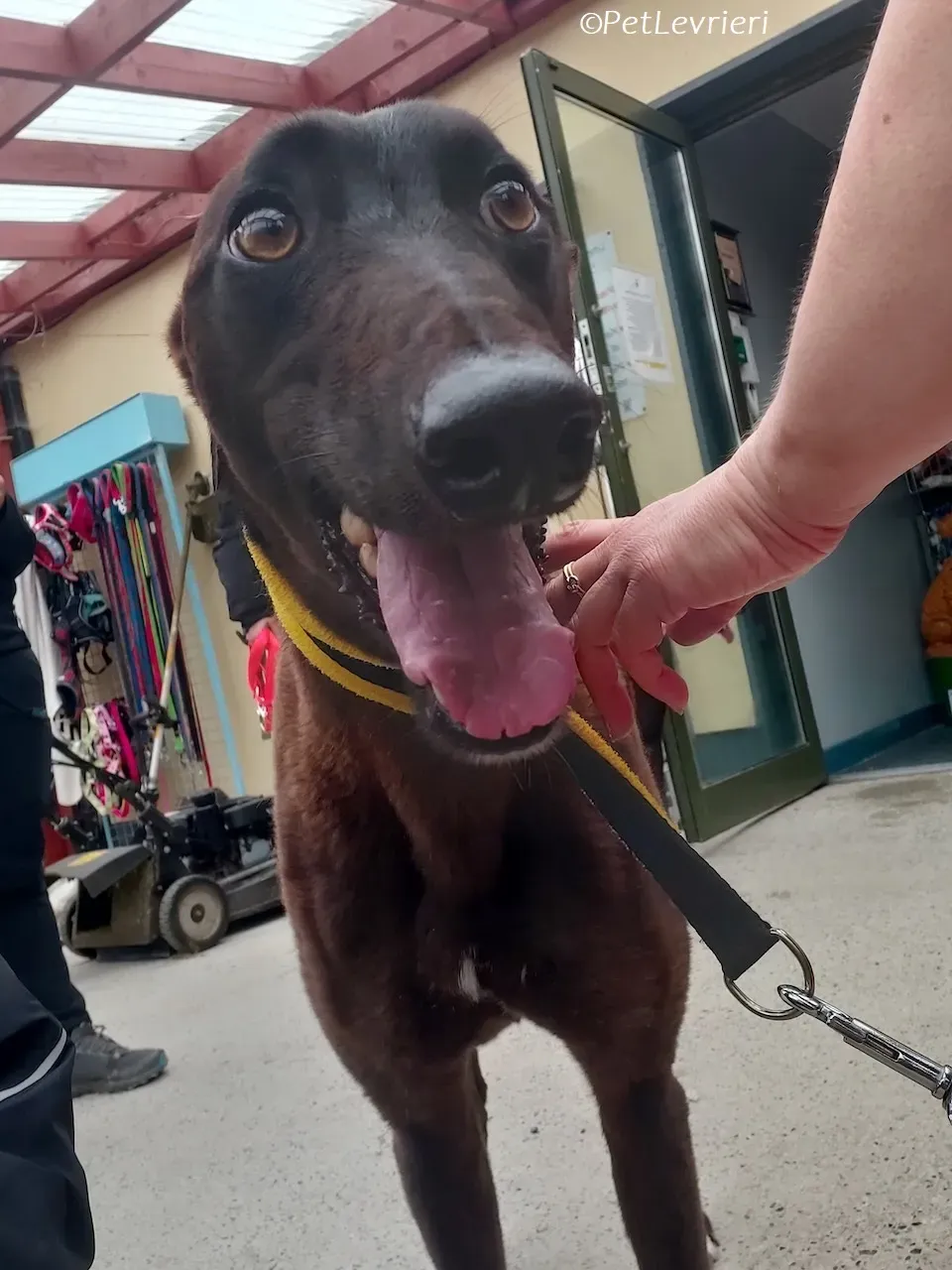 Felix adozione levrieri greyhound 38