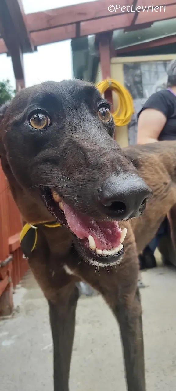 Felix adozione levrieri greyhound 40