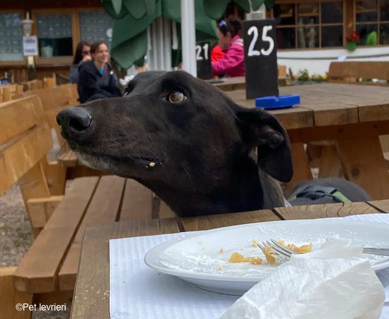 Felix dog blackdog adozione levrieri greyhound foster 1