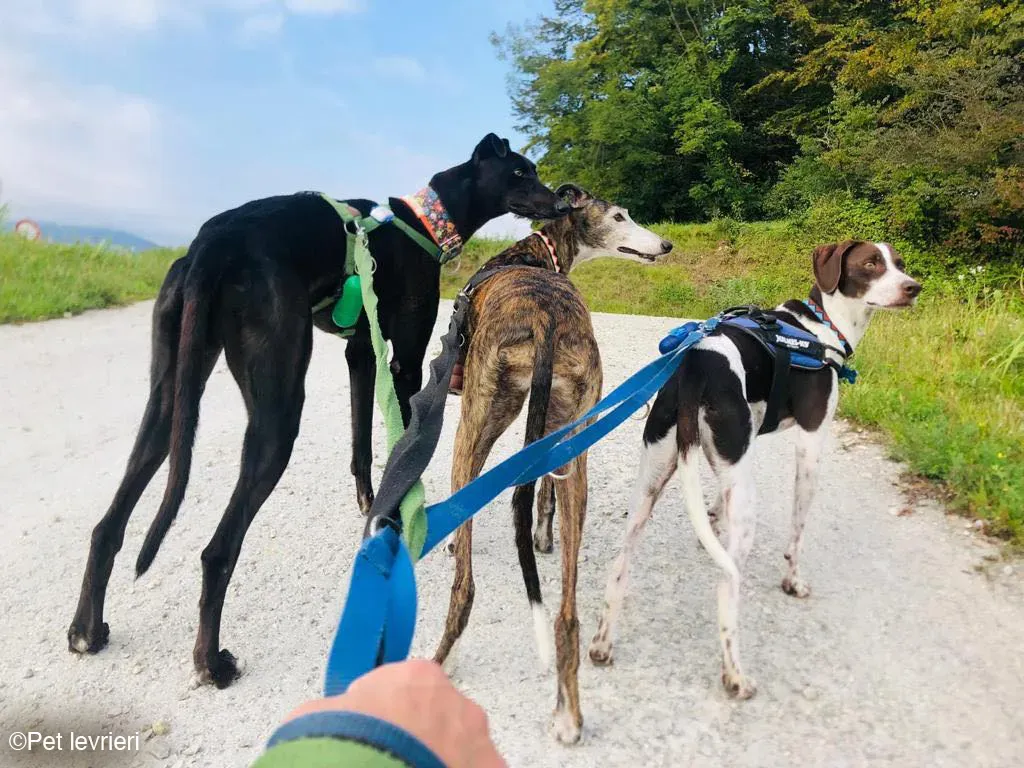 Felix dog blackdog adozione levrieri greyhound foster 2