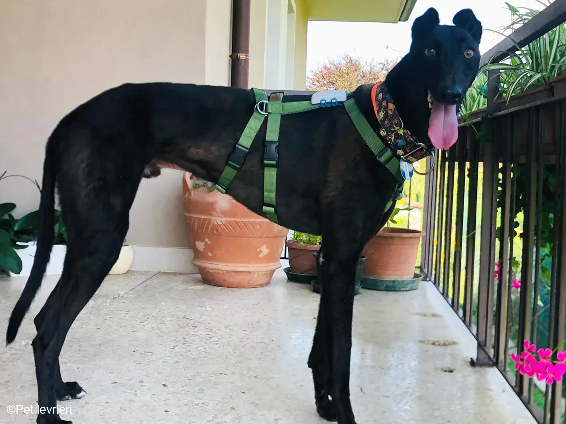 Felix dog blackdog adozione levrieri greyhound foster 3
