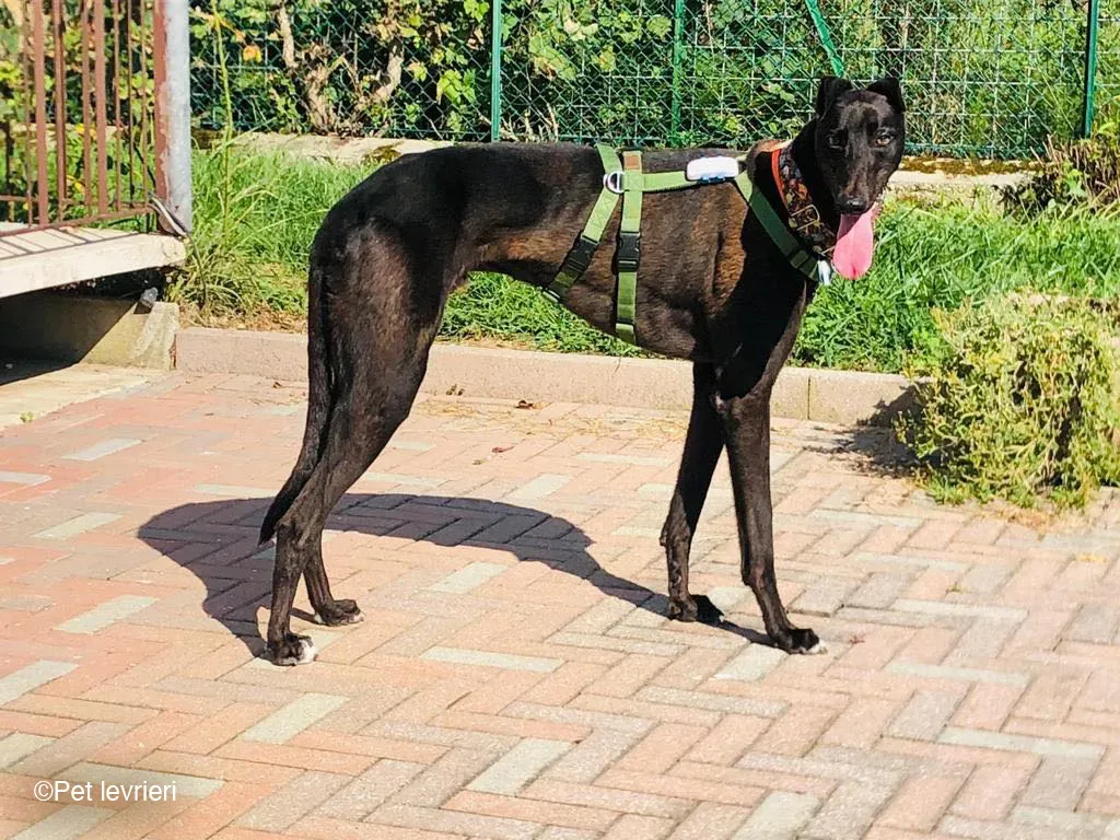 Felix dog blackdog adozione levrieri greyhound foster 4