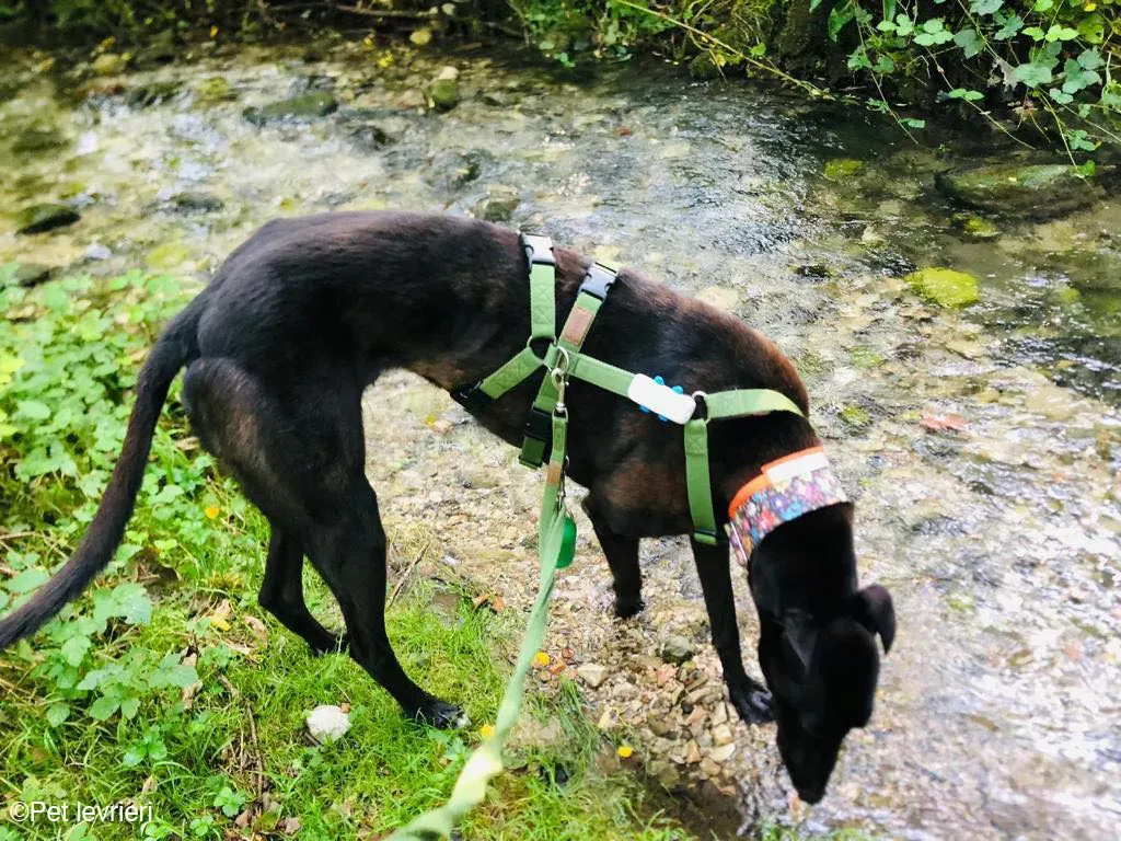 Felix dog blackdog adozione levrieri greyhound foster 5