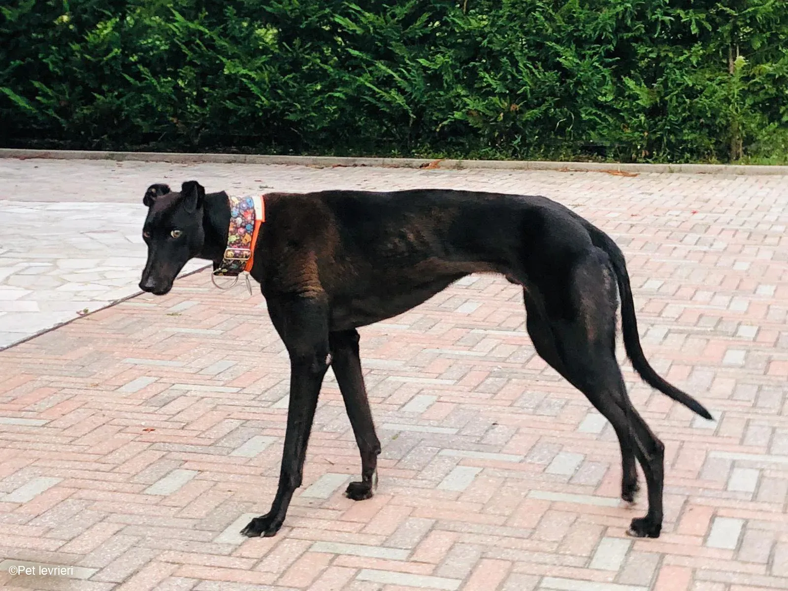 Felix dog blackdog adozione levrieri greyhound foster 6