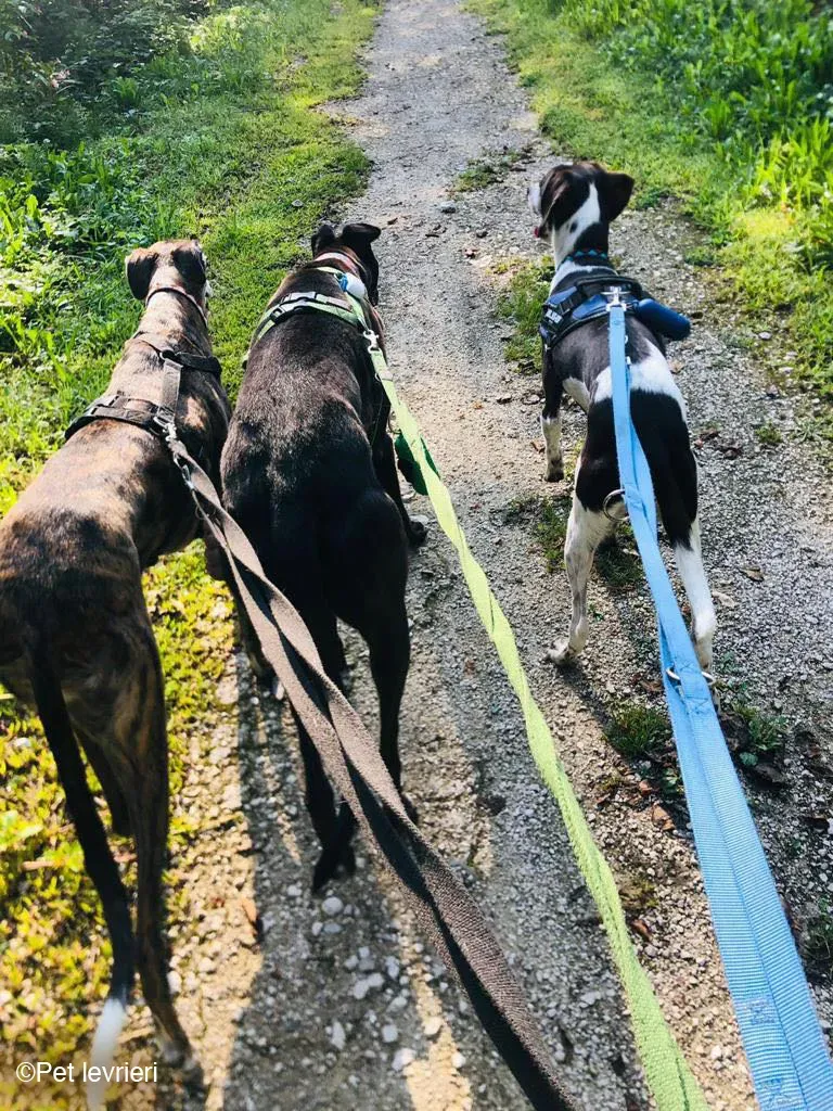 Felix dog blackdog adozione levrieri greyhound foster 7