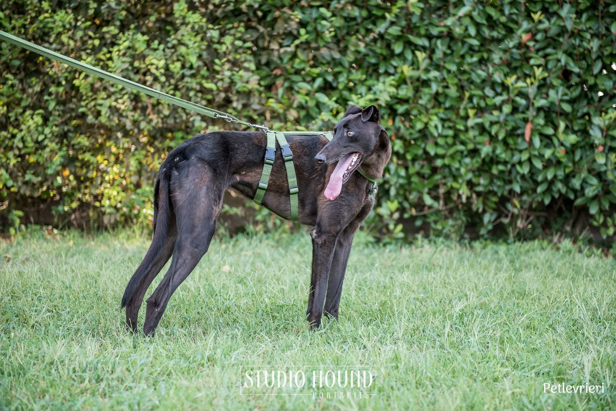 Felix greyhound petlevrieri1