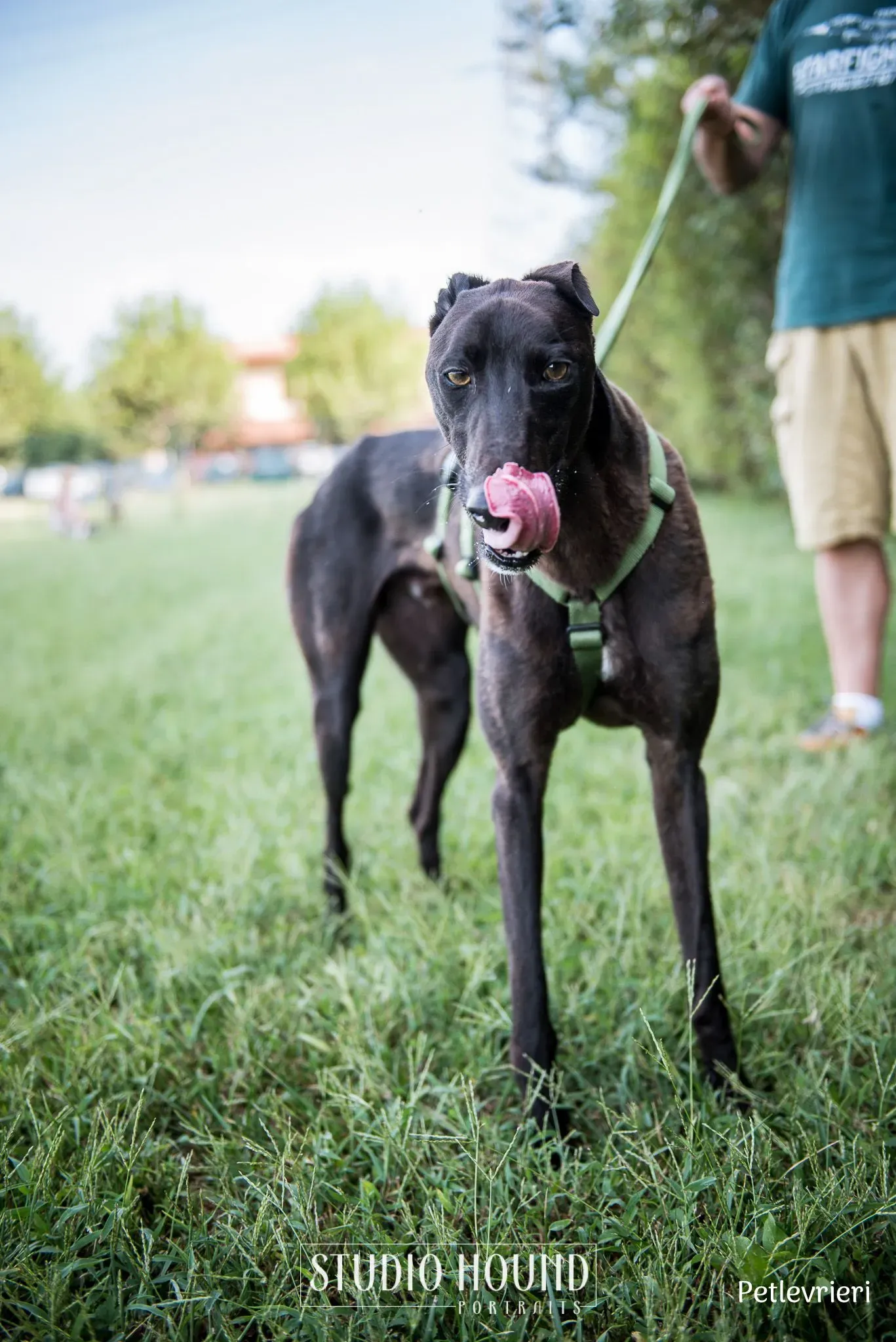 Felix greyhound petlevrieri10